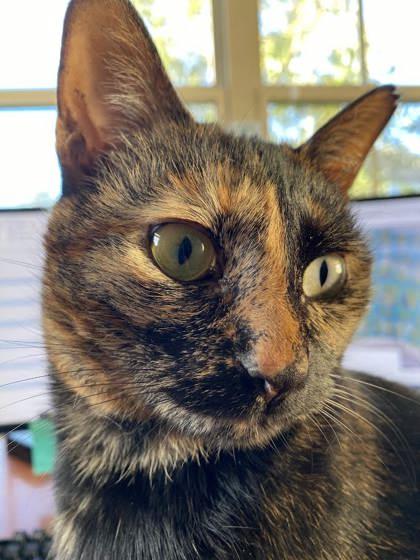 Enlarge Melon (162628) (In a foster home), an adopted Domestic Short Hair in Baton Rouge, LA image 6/6