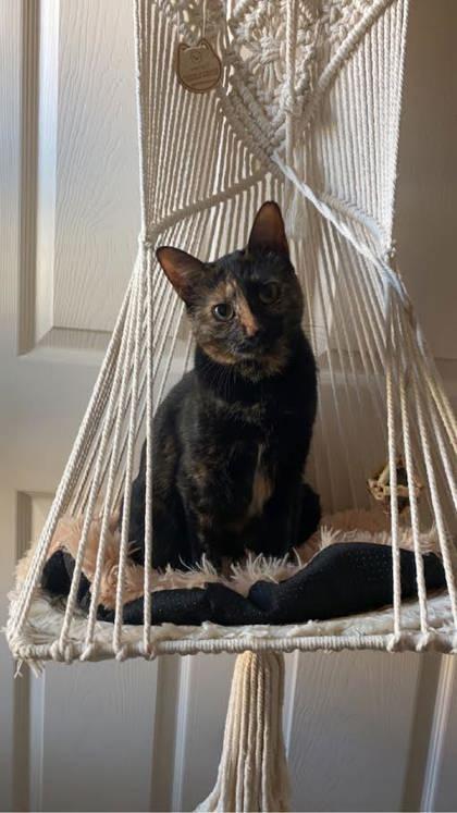 Enlarge Melon (162628) (In a foster home), an adopted Domestic Short Hair in Baton Rouge, LA image 2/6