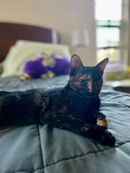 Enlarge Melon (162628) (In a foster home), an adopted Domestic Short Hair in Baton Rouge, LA image 4/6