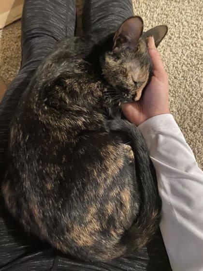 Enlarge Melon (162628) (In a foster home), an adopted Domestic Short Hair in Baton Rouge, LA image 5/6