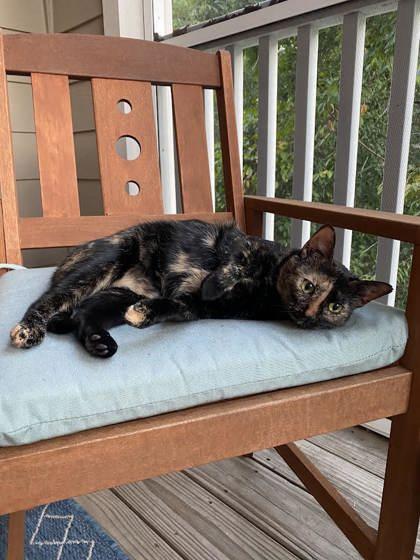 Melon (162628) (In a foster home), adopted, Adult Female Domestic Short Hair.