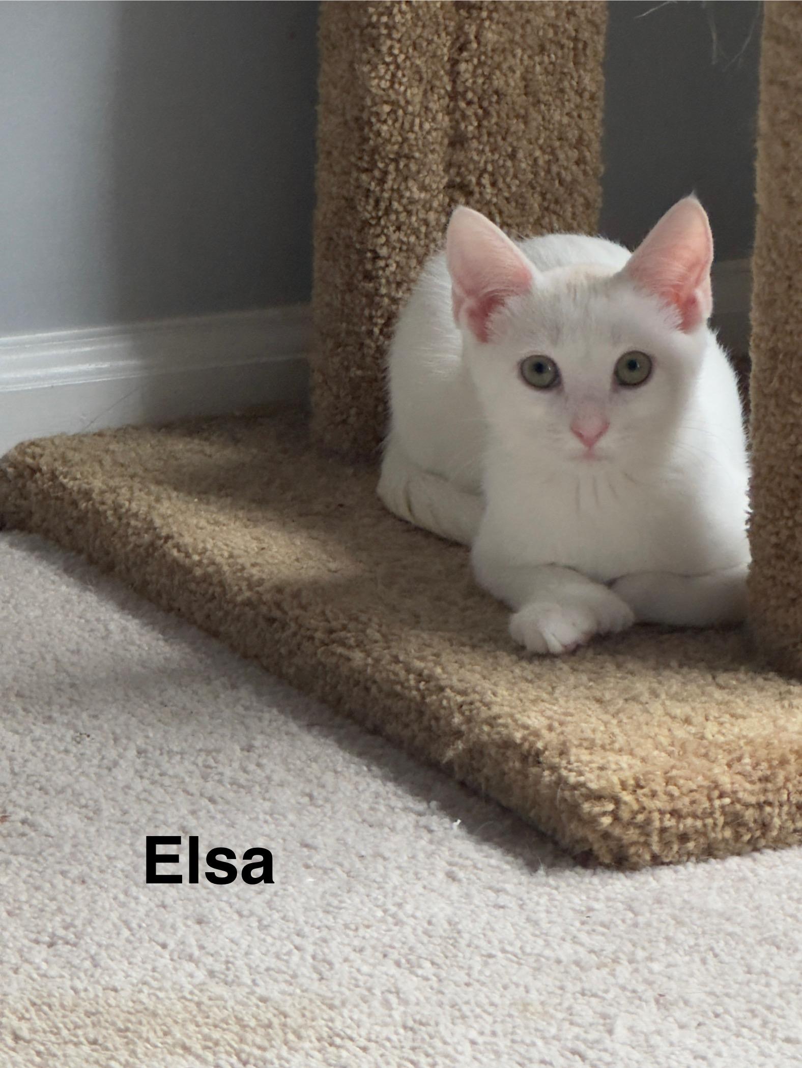 Elsa