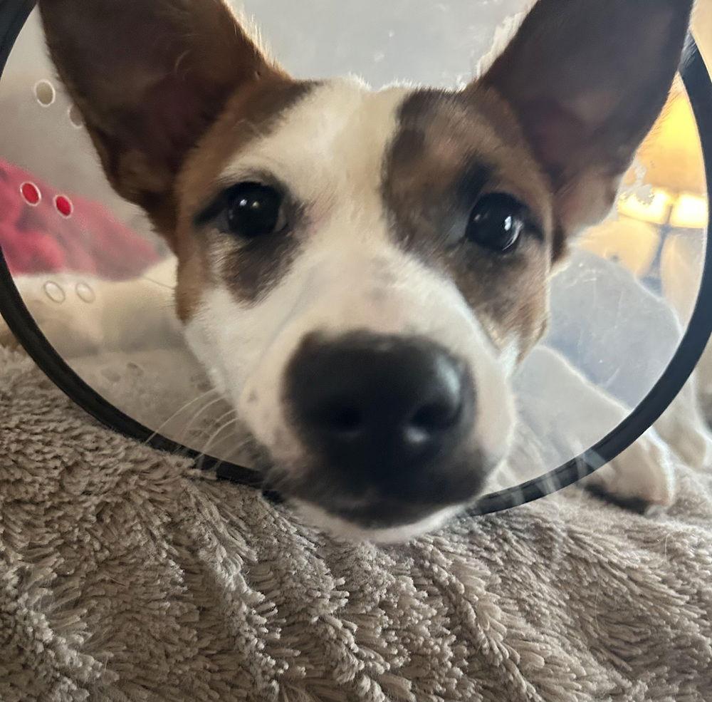 Flora, Adoptable, Young Female Jack Russell Terrier.