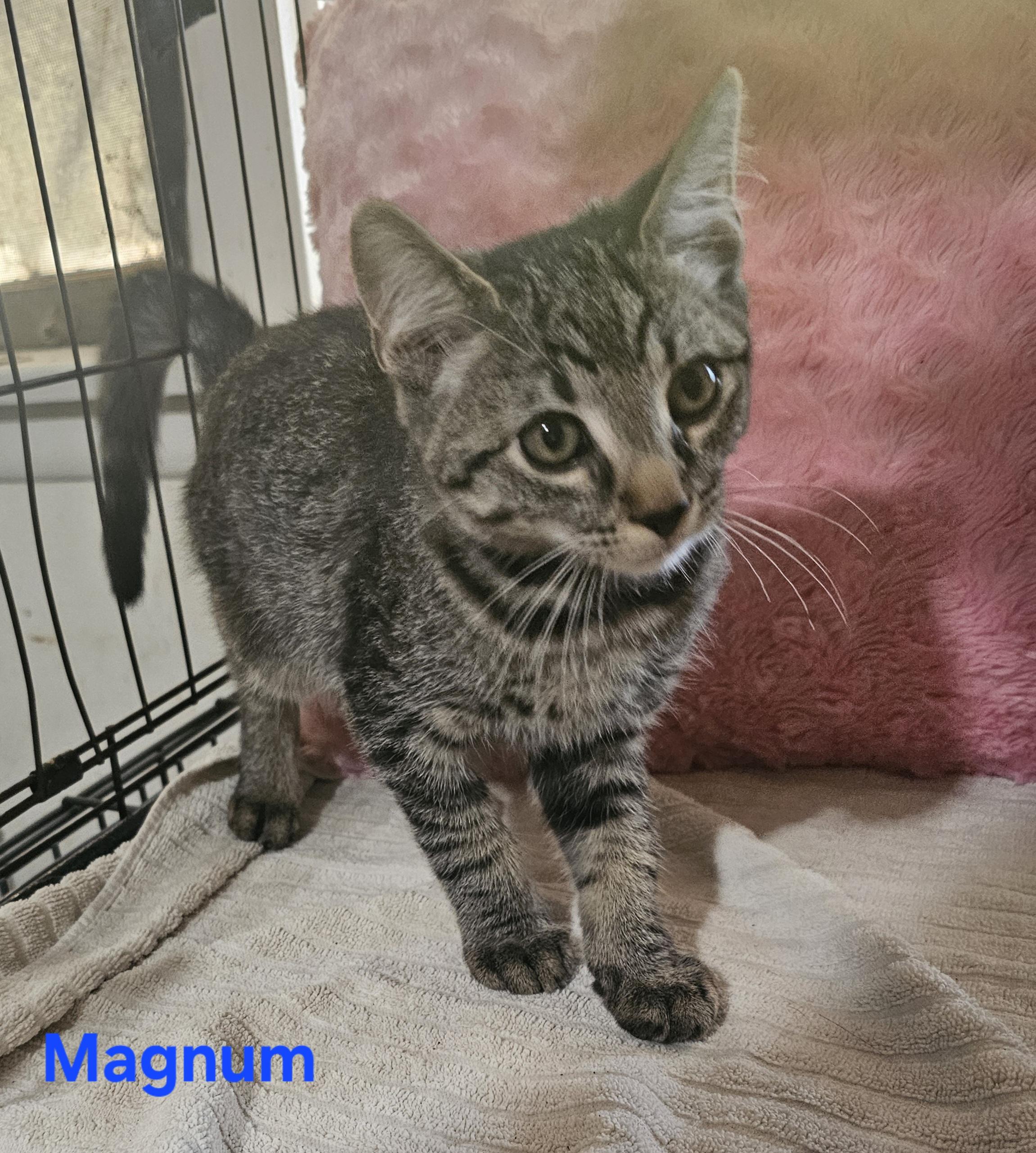 Magnum, Adoptable, Kitten Male Manx & Tabby.