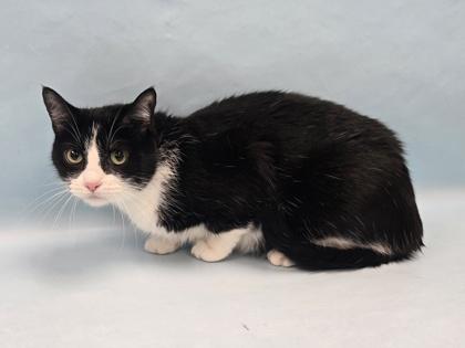 Enlarge Marilyn, a Adoptable mixed breed in Coon Rapids, MN image 1/1
