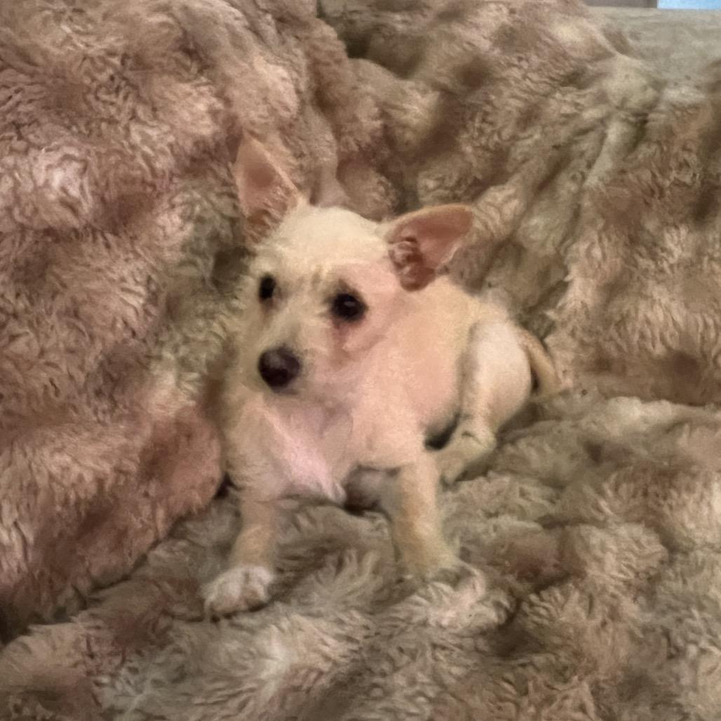 Enlarge Minnie, an adopted mixed breed in Phoenix, AZ image 2/4