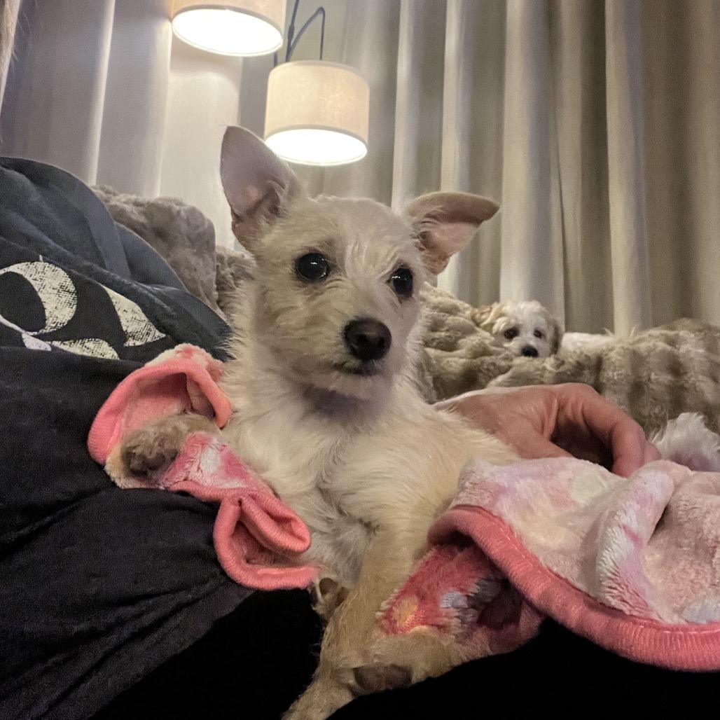 Minnie, adopted, Puppy Female Poodle & Terrier.