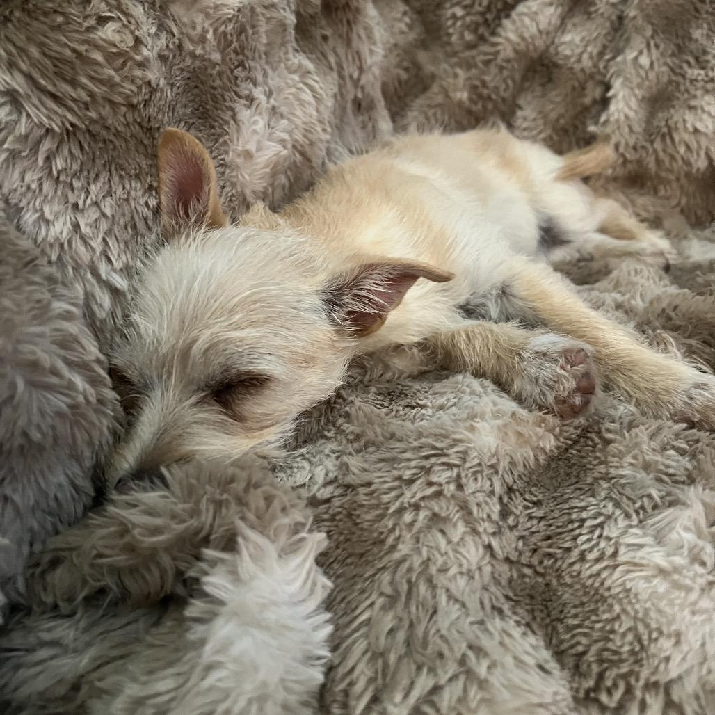 Enlarge Minnie, an adopted mixed breed in Phoenix, AZ image 3/4