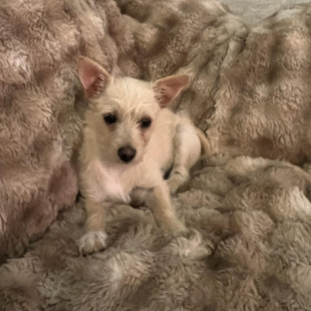 Enlarge Minnie, an adopted mixed breed in Phoenix, AZ image 4/4