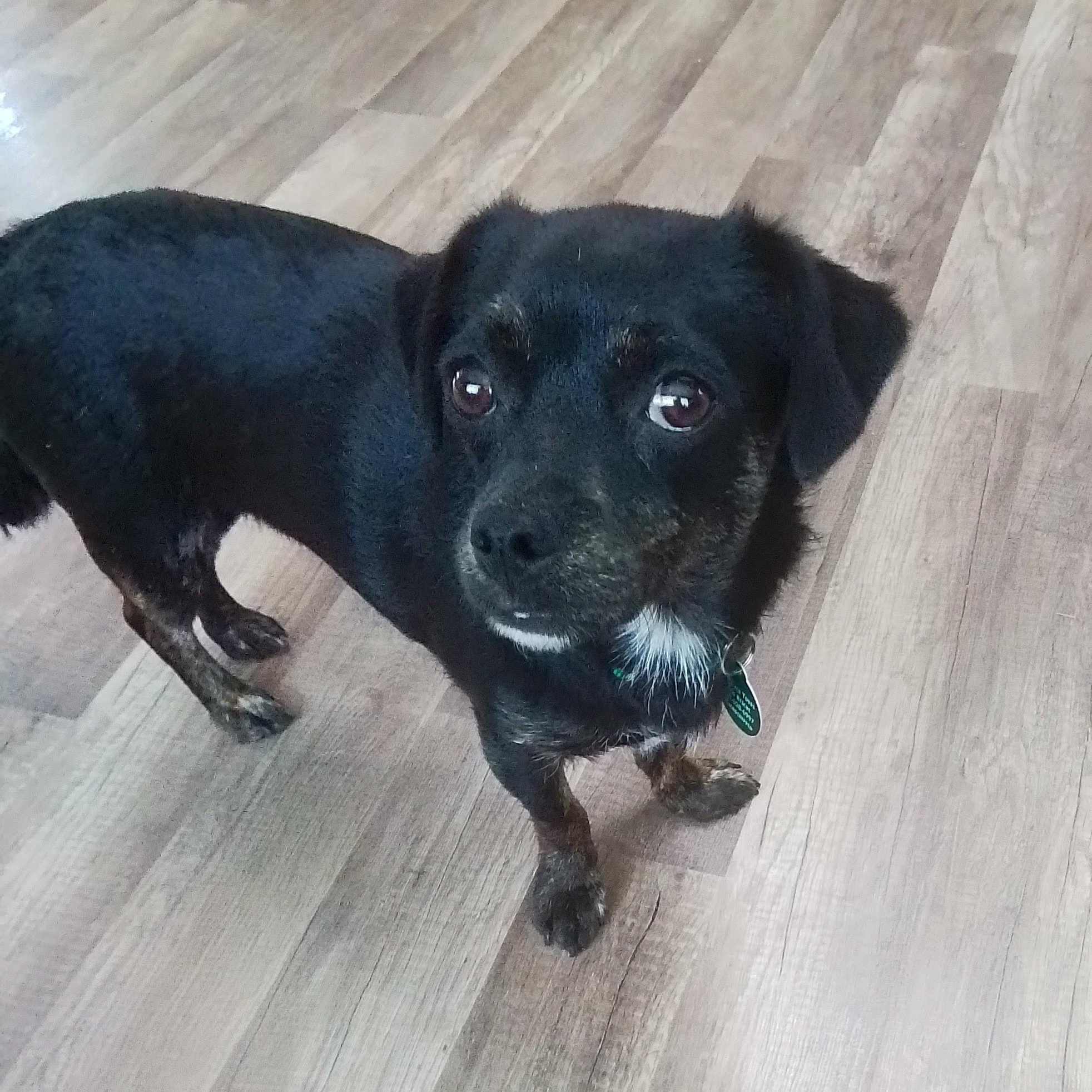 Pollen, Adoptable, Young Female Miniature Dachshund & Pug.