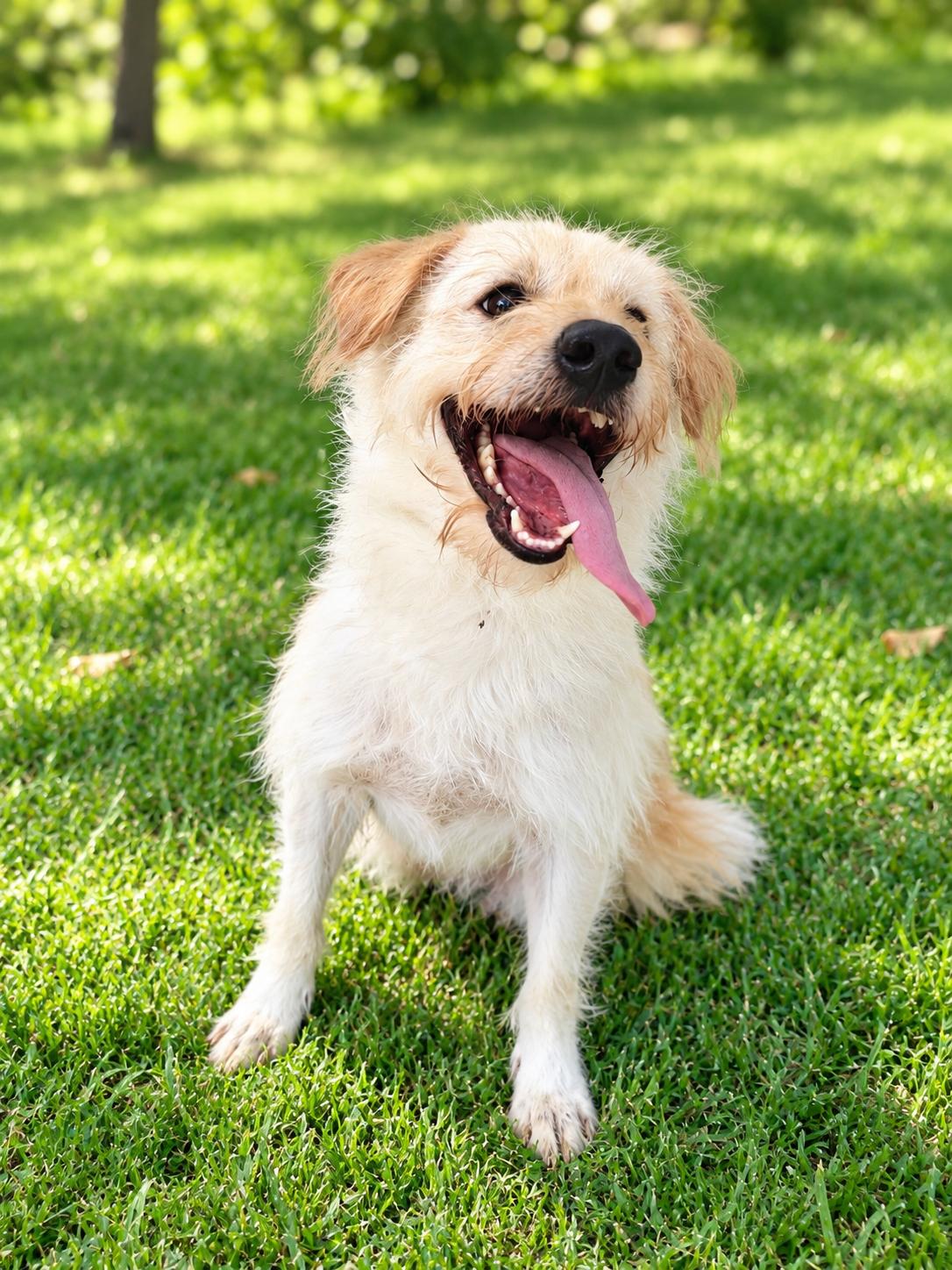 Felix, Adoptable, Young Male Mixed Breed.