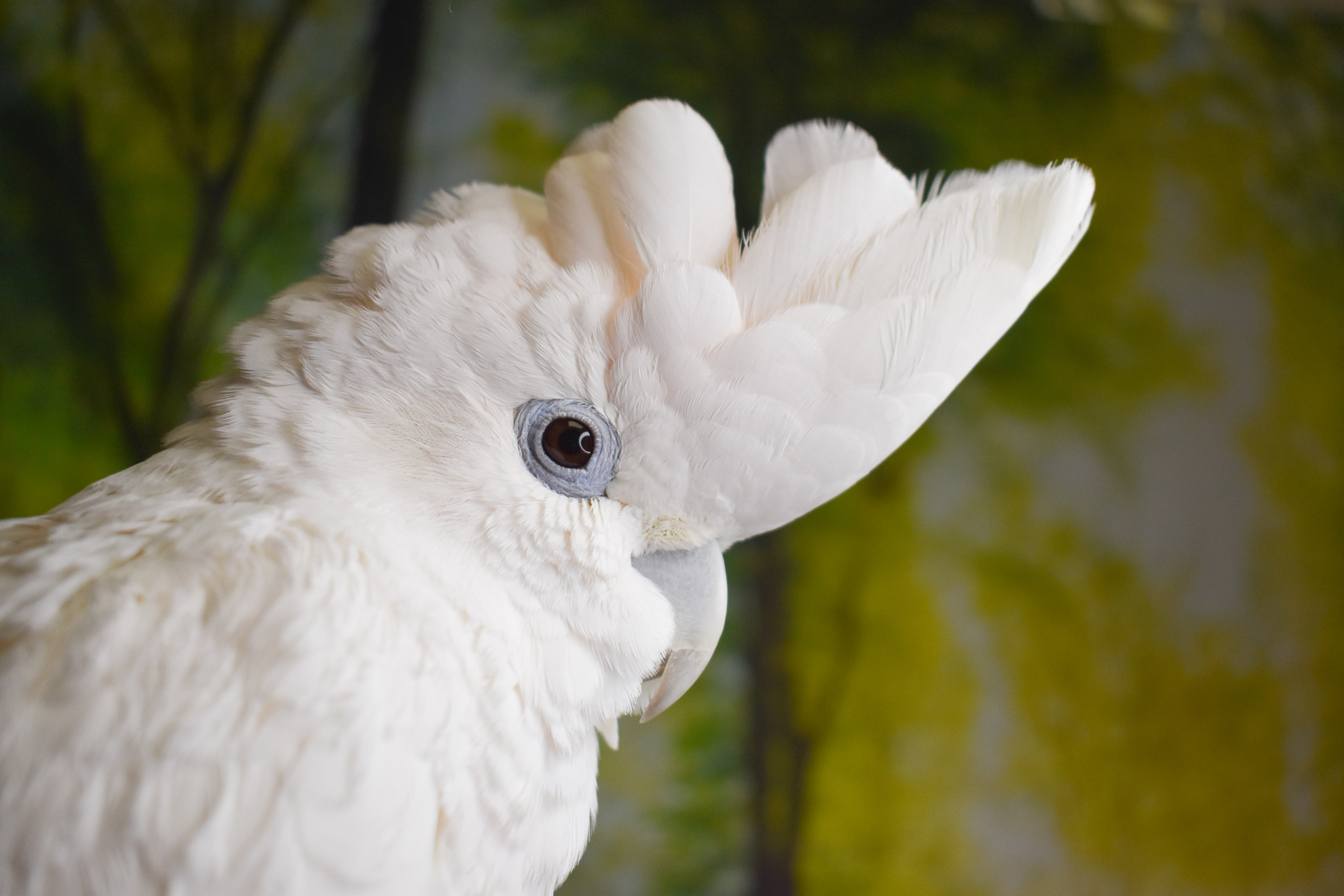Enlarge Cuddles, a Adoptable Cockatoo in Waukesha, WI image 5/6