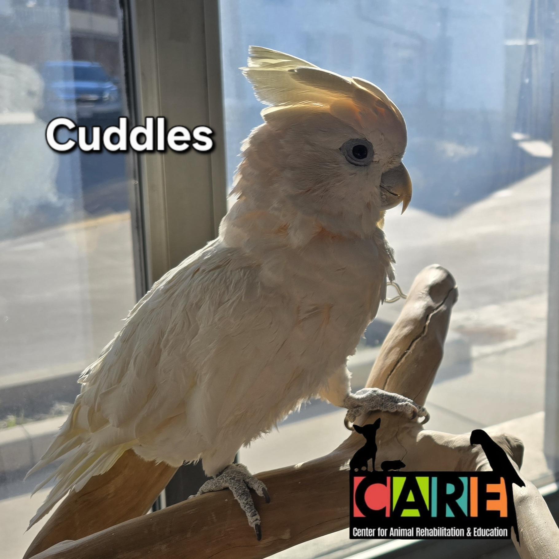 Enlarge Cuddles, a Adoptable Cockatoo in Waukesha, WI image 1/6
