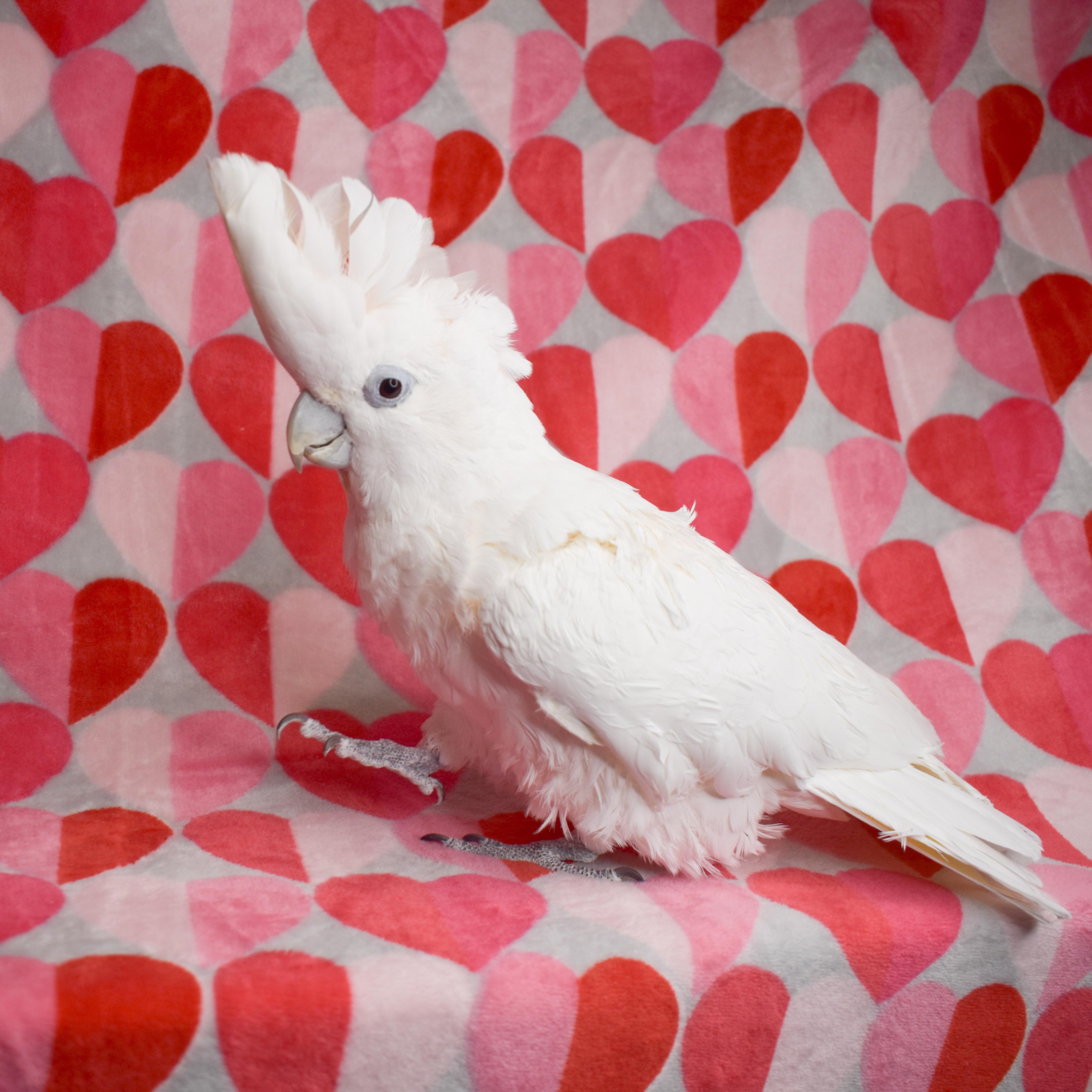 Cuddles, Adoptable, Senior Female Cockatoo.