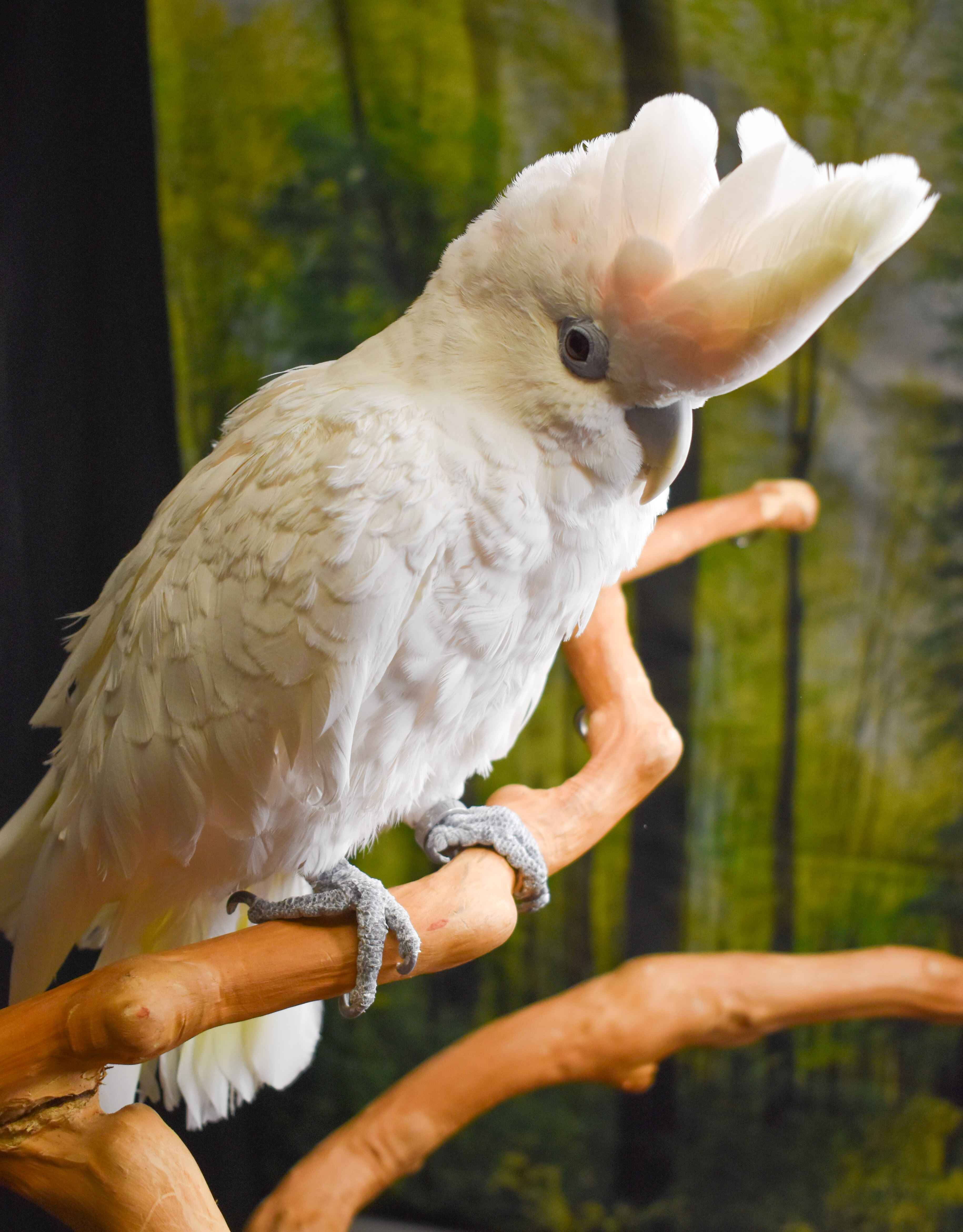 Enlarge Cuddles, a Adoptable Cockatoo in Waukesha, WI image 6/6
