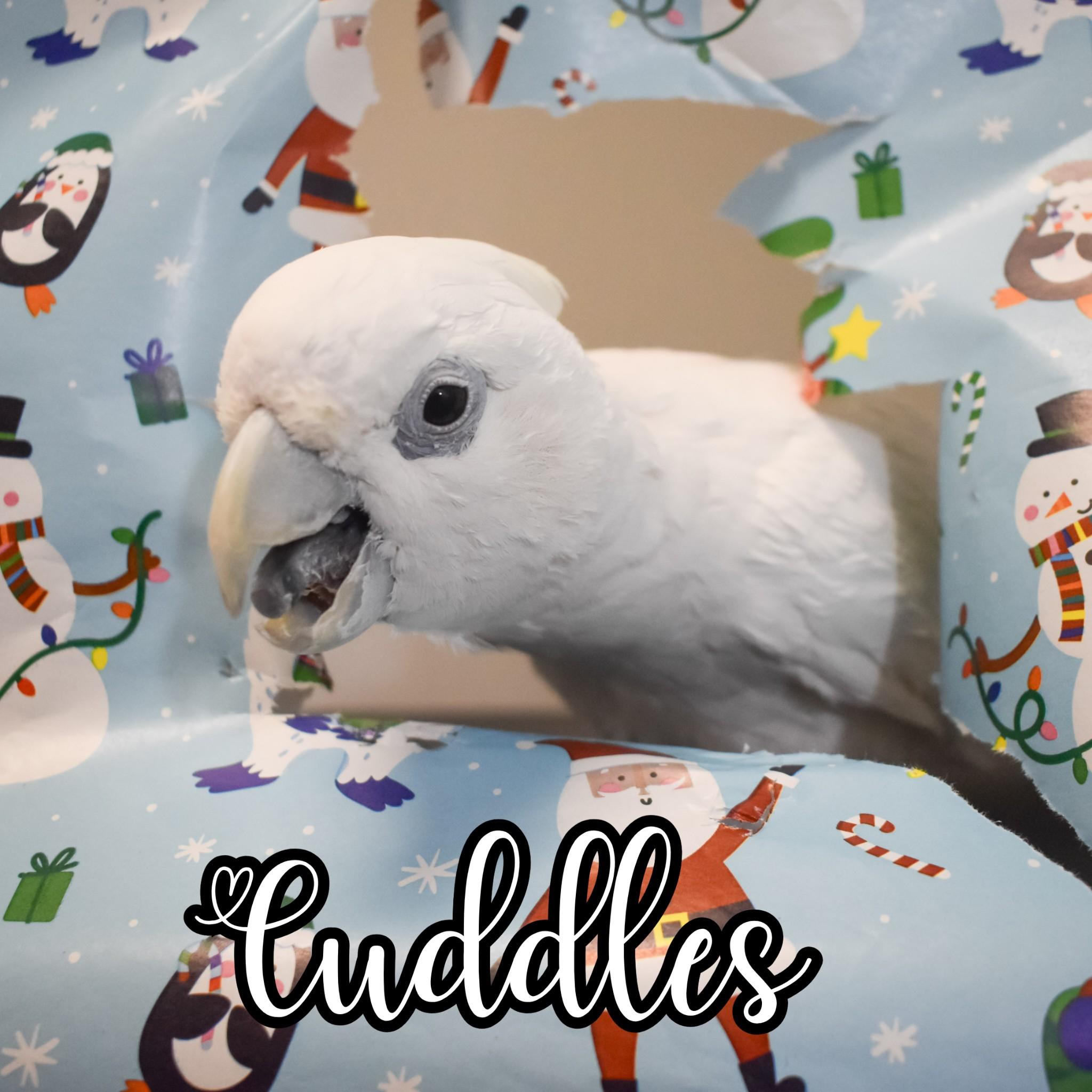 Enlarge Cuddles, a Adoptable Cockatoo in Waukesha, WI image 1/6