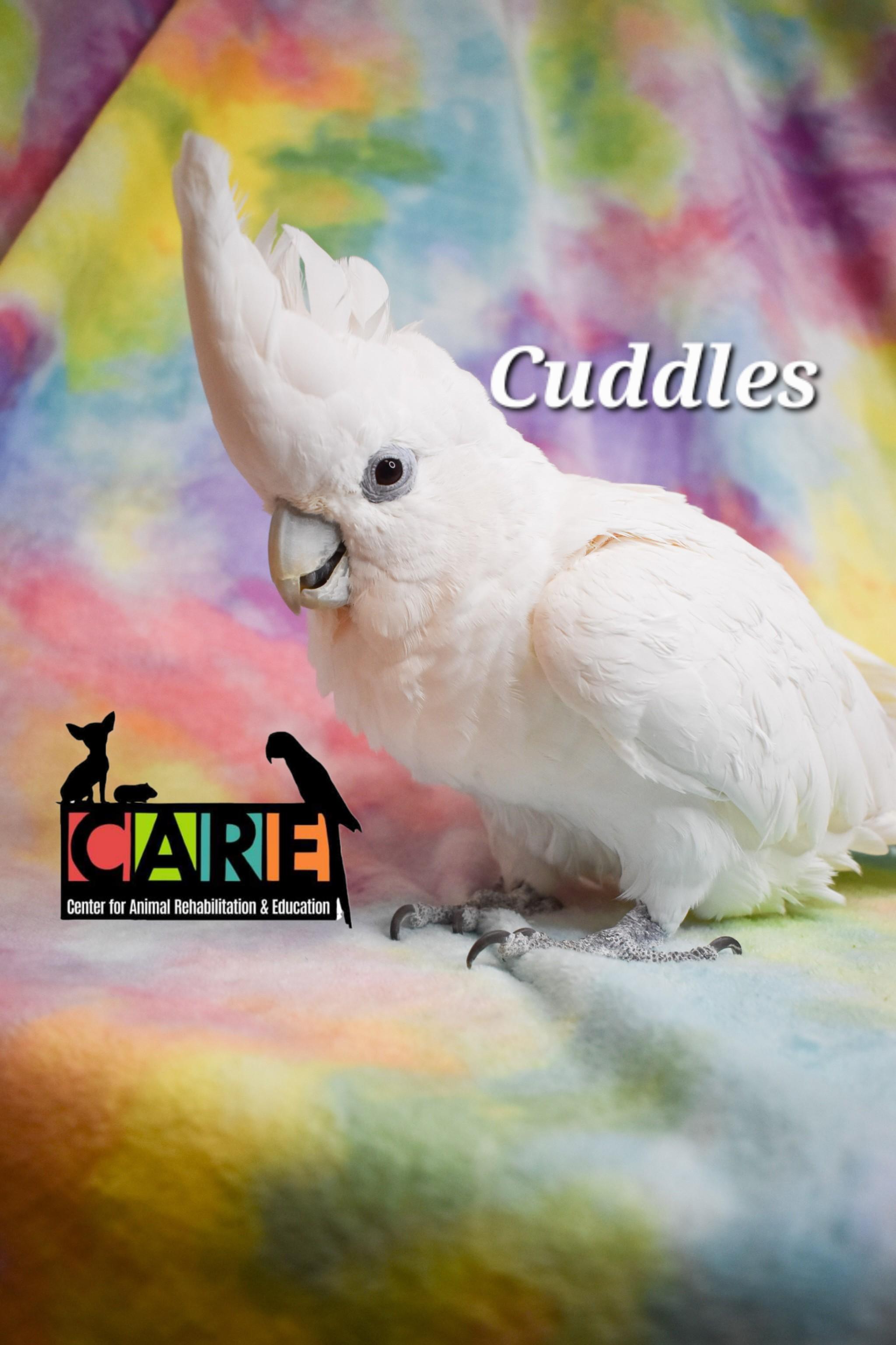 Enlarge Cuddles, a Adoptable Cockatoo in Waukesha, WI image 3/6