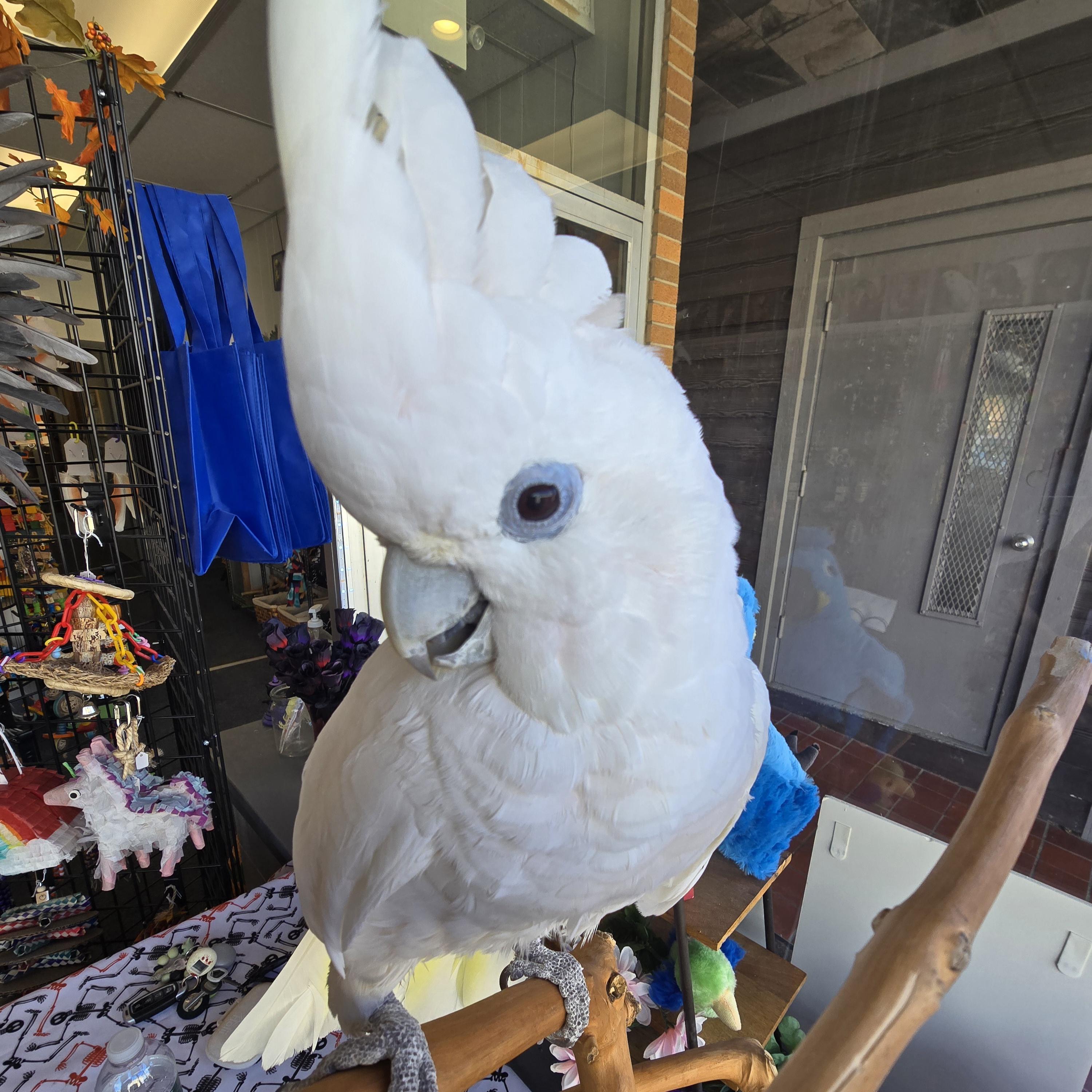 Enlarge Cuddles, a Adoptable Cockatoo in Waukesha, WI image 2/6