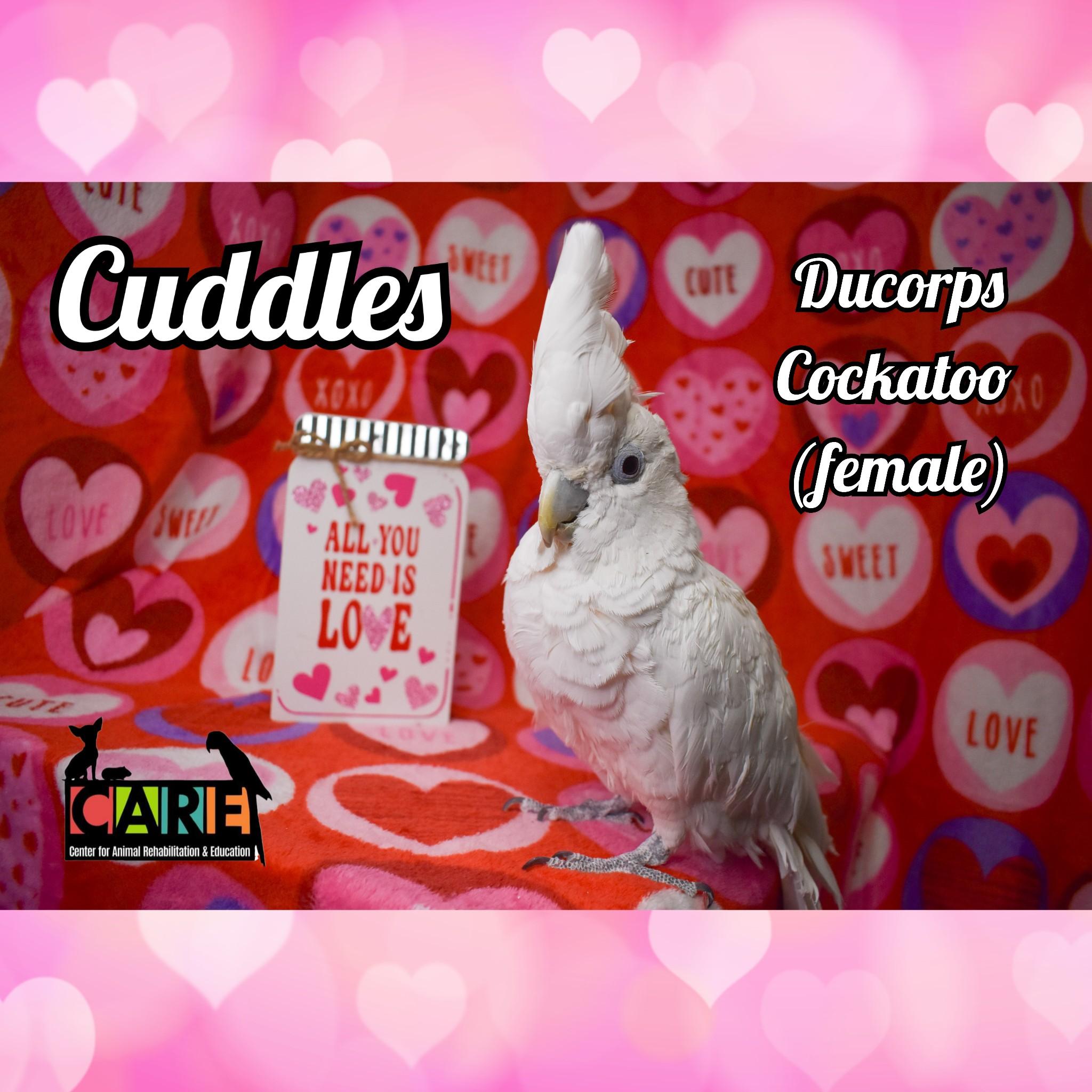 Enlarge Cuddles, a Adoptable Cockatoo in Waukesha, WI image 4/6