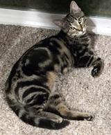 Enlarge Baxter, a ADOPTABLE Domestic Short Hair in Lebanon, PA image 1/1