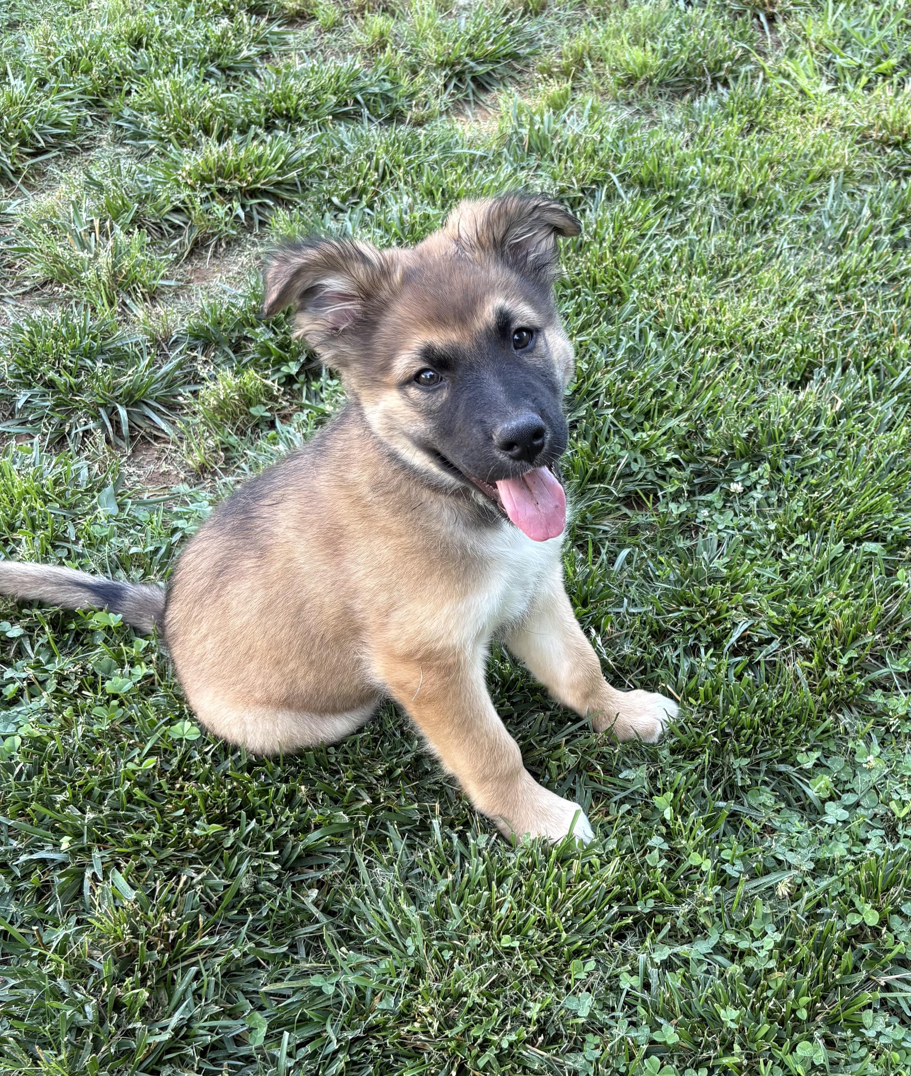 Emmet, an adoptable mixed breed in Kannapolis, NC image 5/6