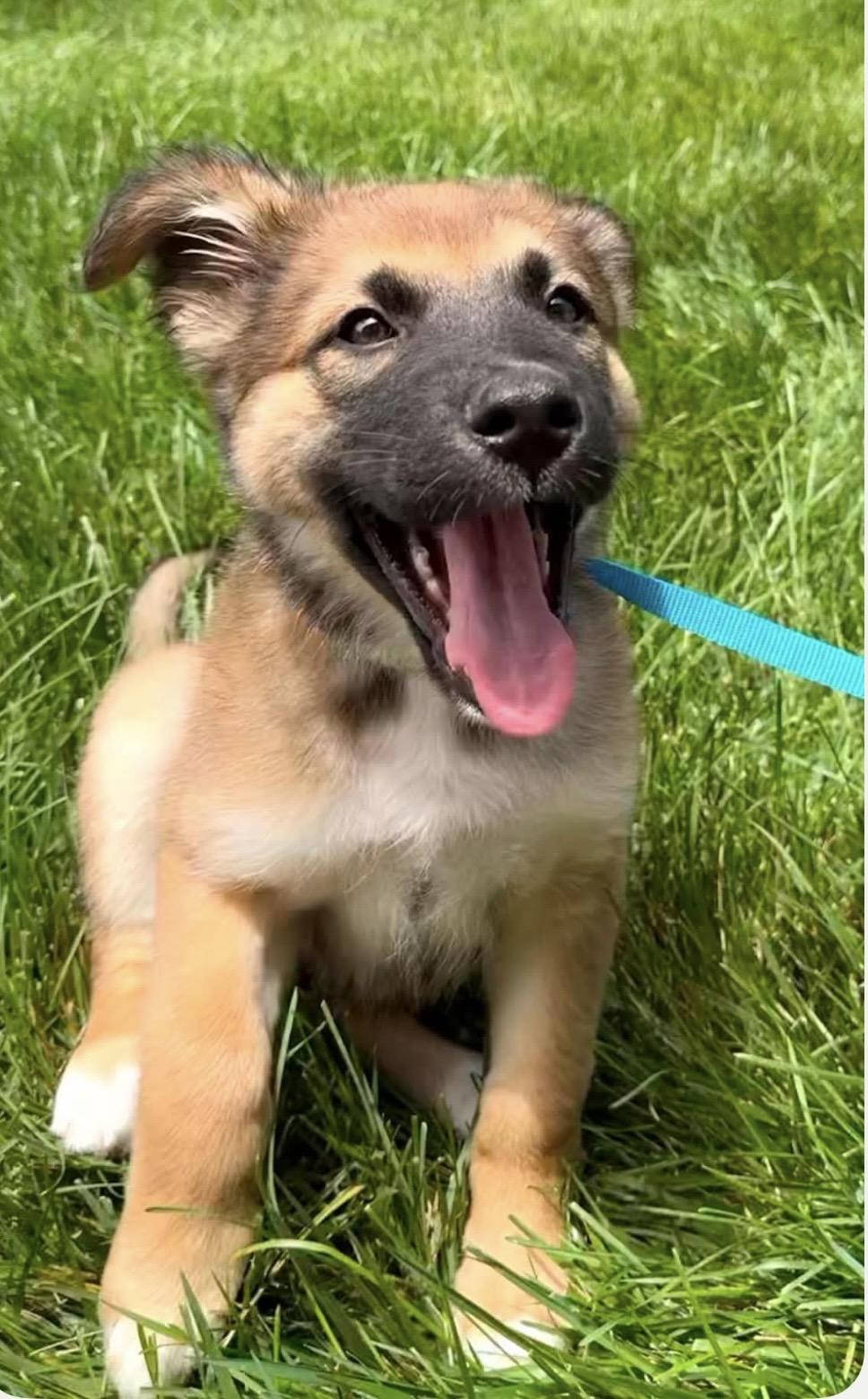 Emmet, an adoptable mixed breed in Kannapolis, NC image 1/6