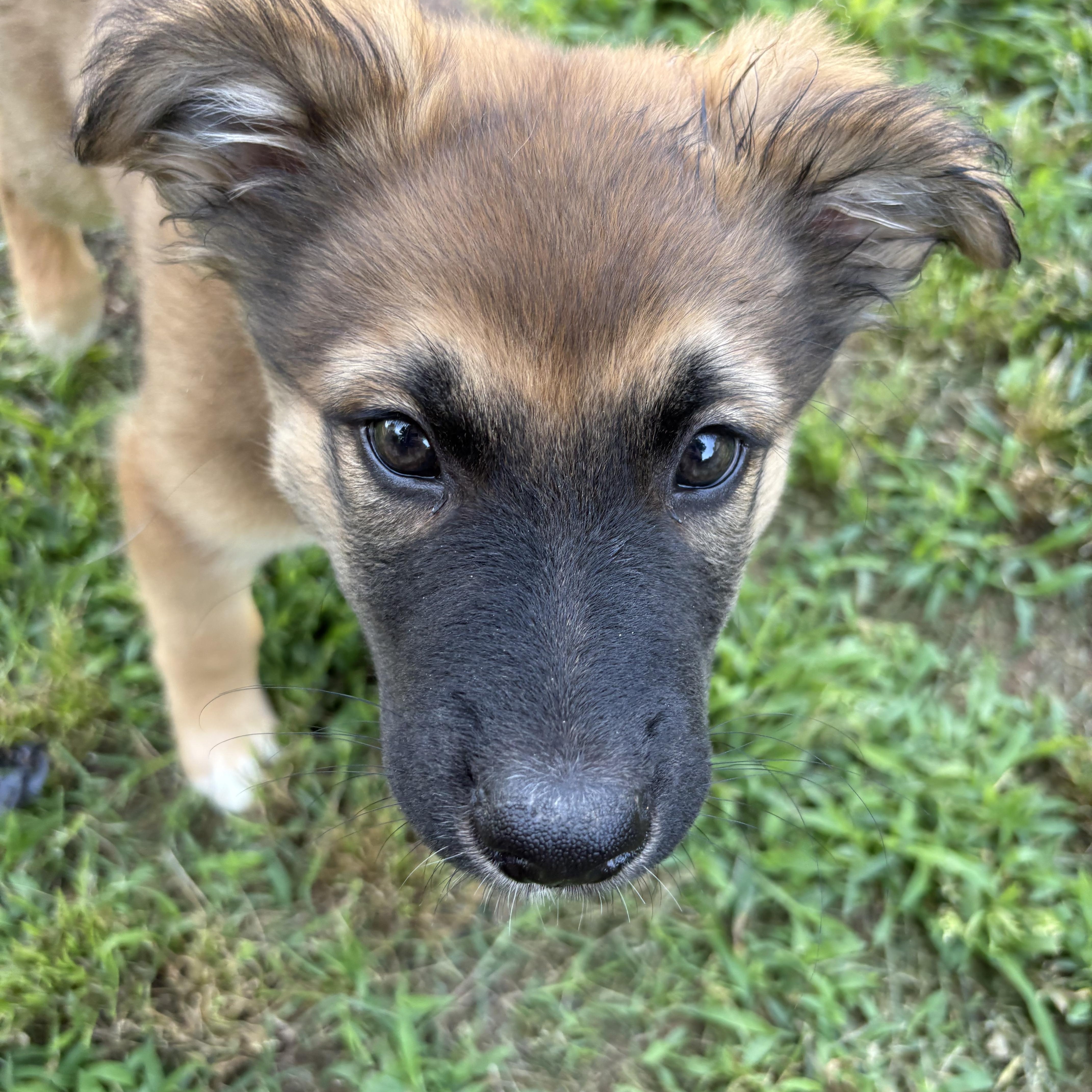 Emmet, an adoptable mixed breed in Kannapolis, NC image 2/6