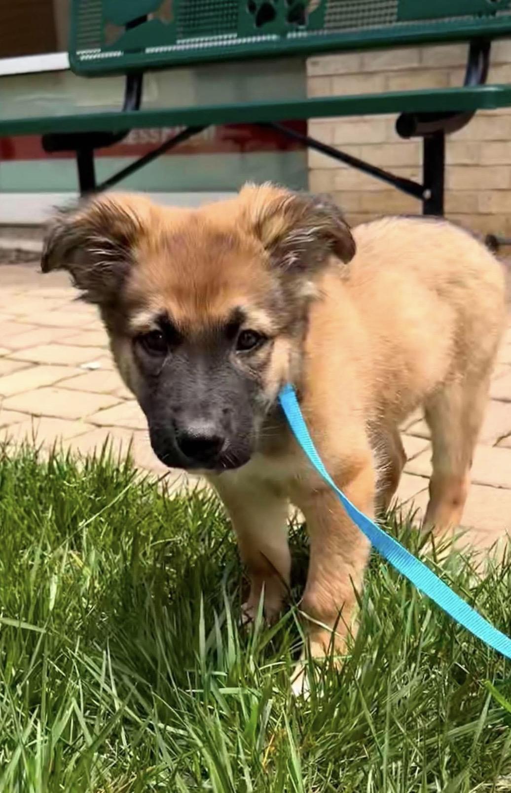 Emmet, an adoptable mixed breed in Kannapolis, NC image 6/6