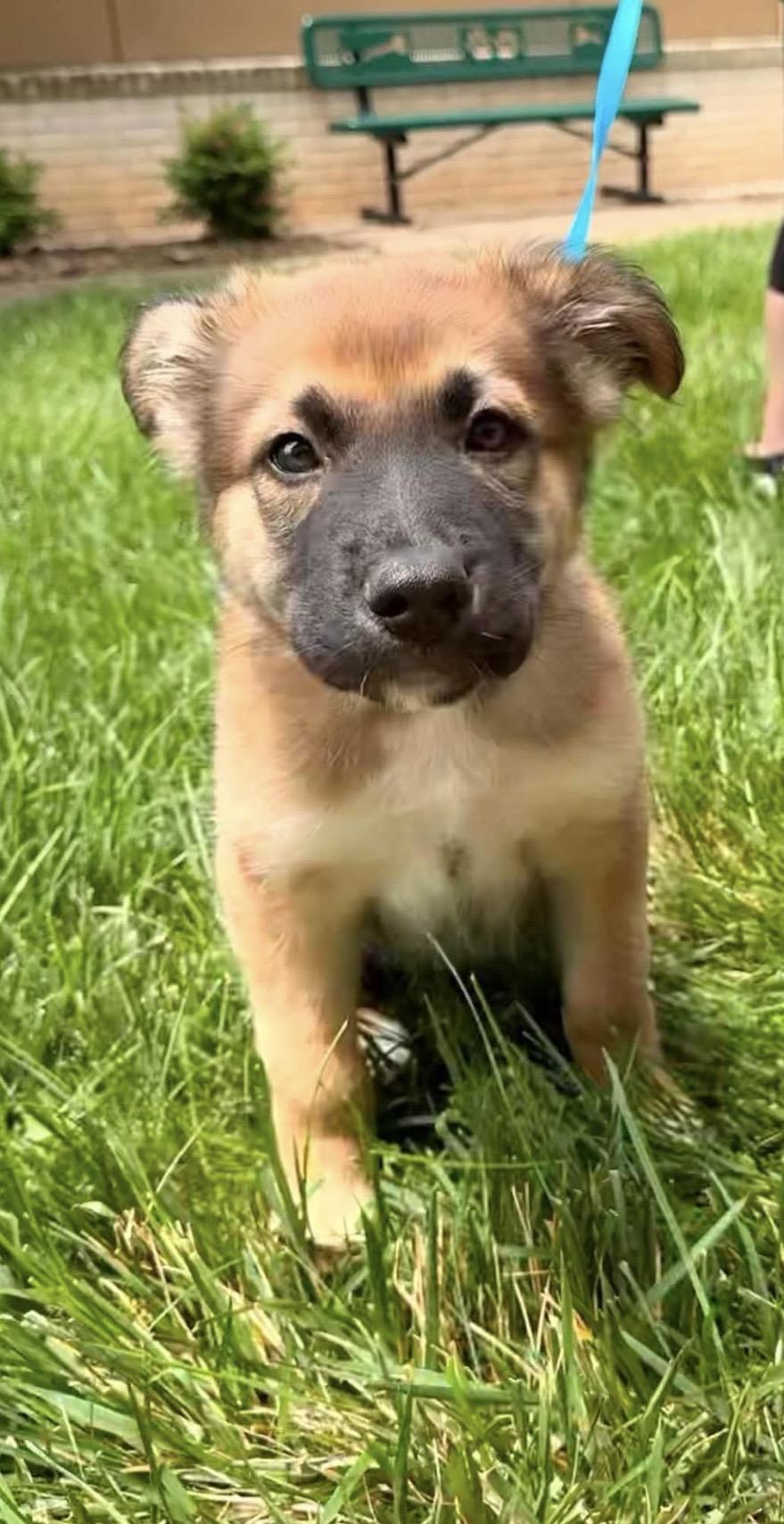 Emmet, an adoptable mixed breed in Kannapolis, NC image 3/6