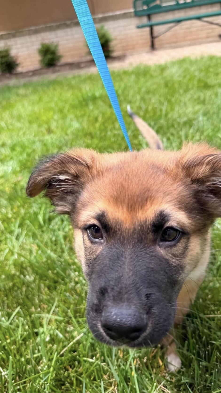 Emmet, an adoptable mixed breed in Kannapolis, NC image 4/6