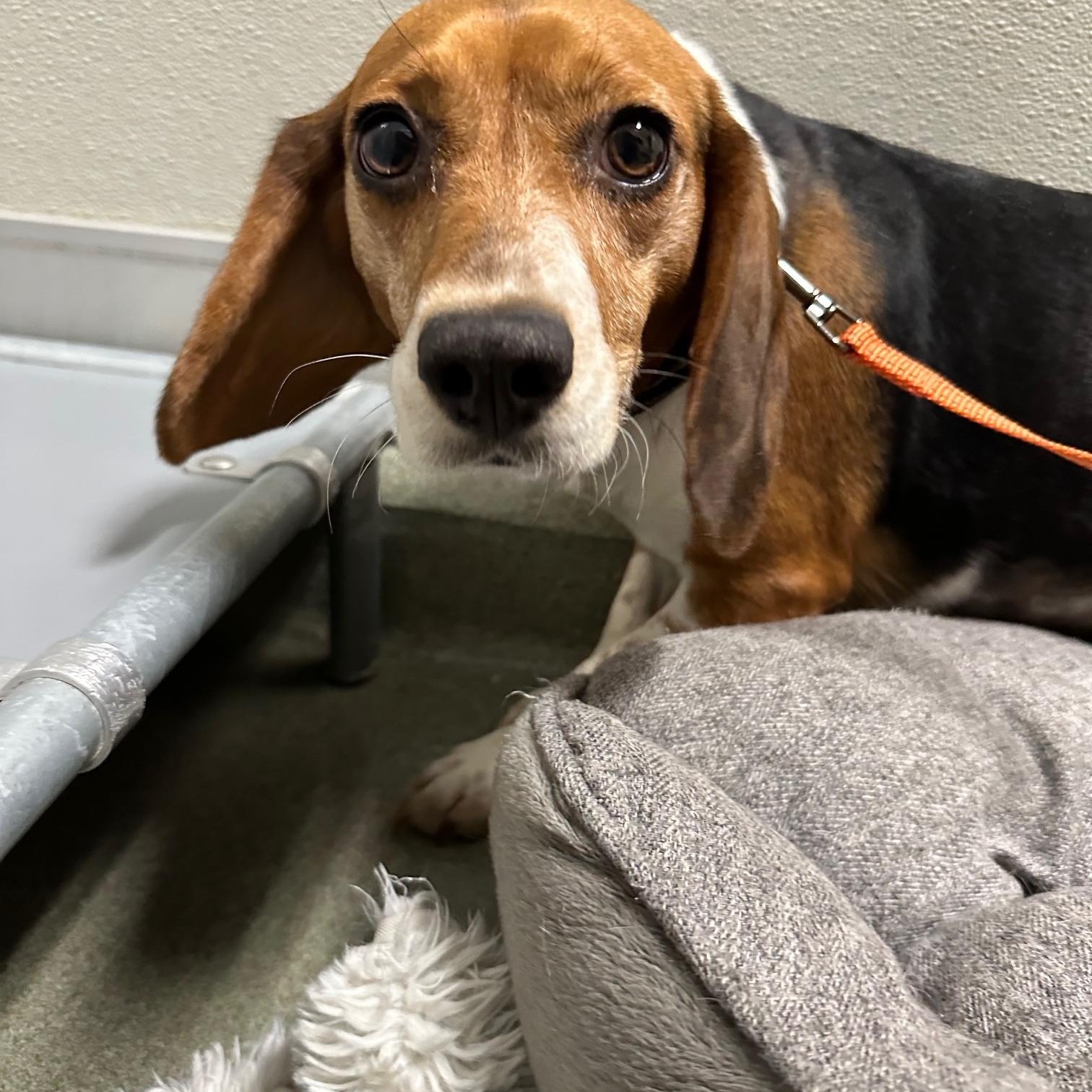 Enlarge Clover, a ADOPTABLE Beagle in Richmond, VA image 3/4