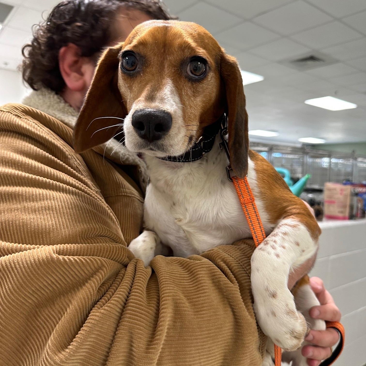 Enlarge Clover, a ADOPTABLE Beagle in Richmond, VA image 2/4