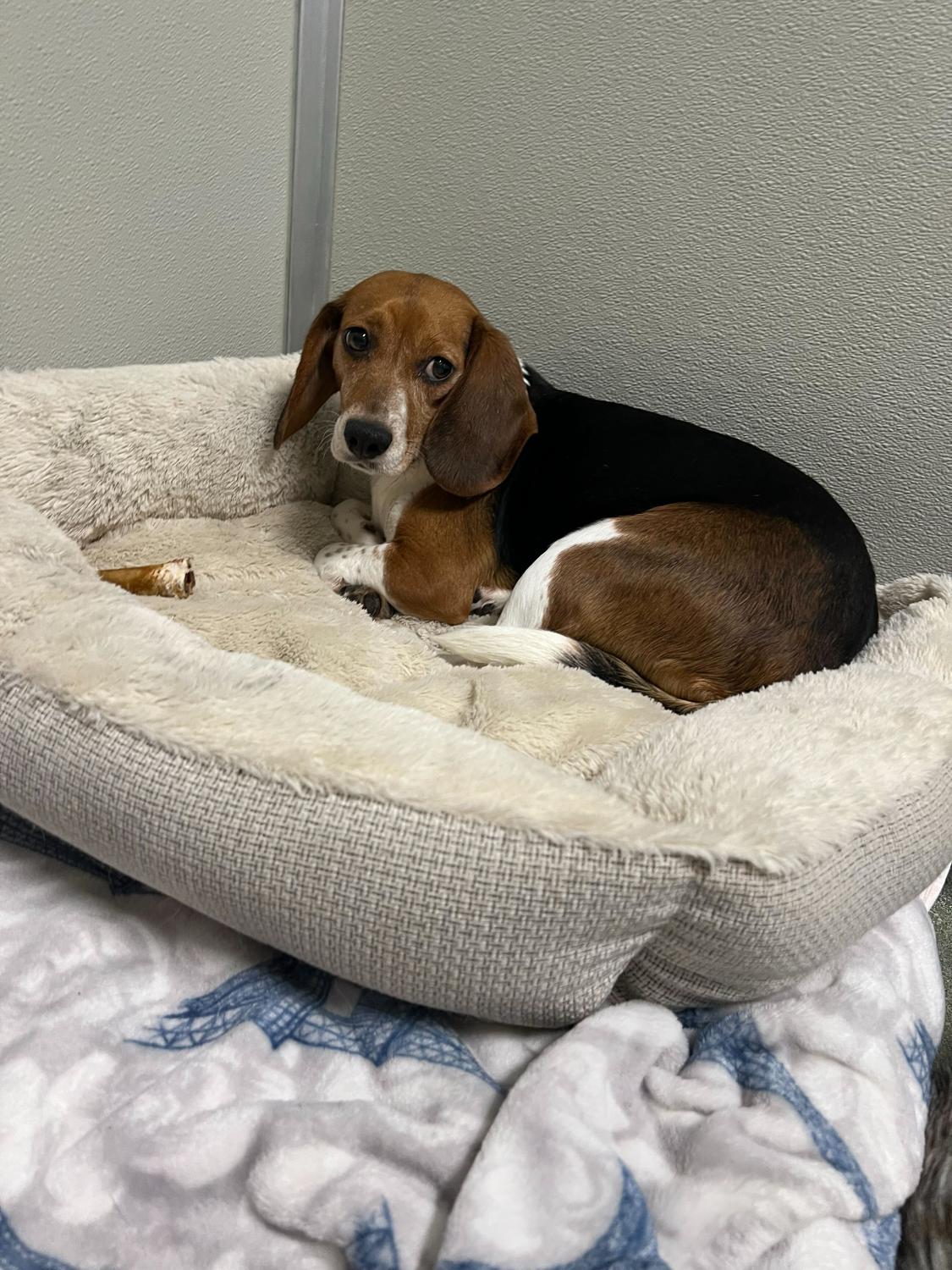 Clover, ADOPTABLE, Adult Female Beagle.