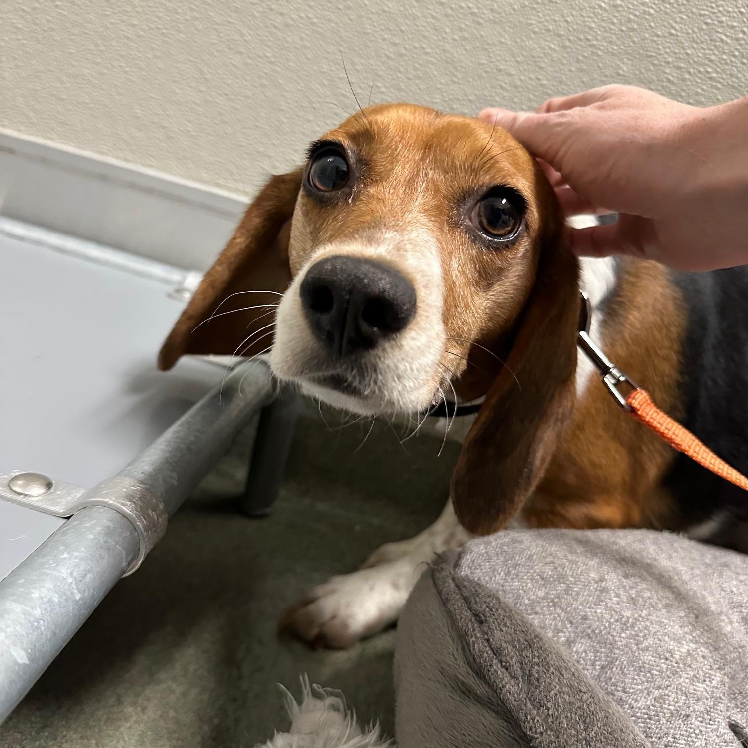 Enlarge Clover, a ADOPTABLE Beagle in Richmond, VA image 4/4