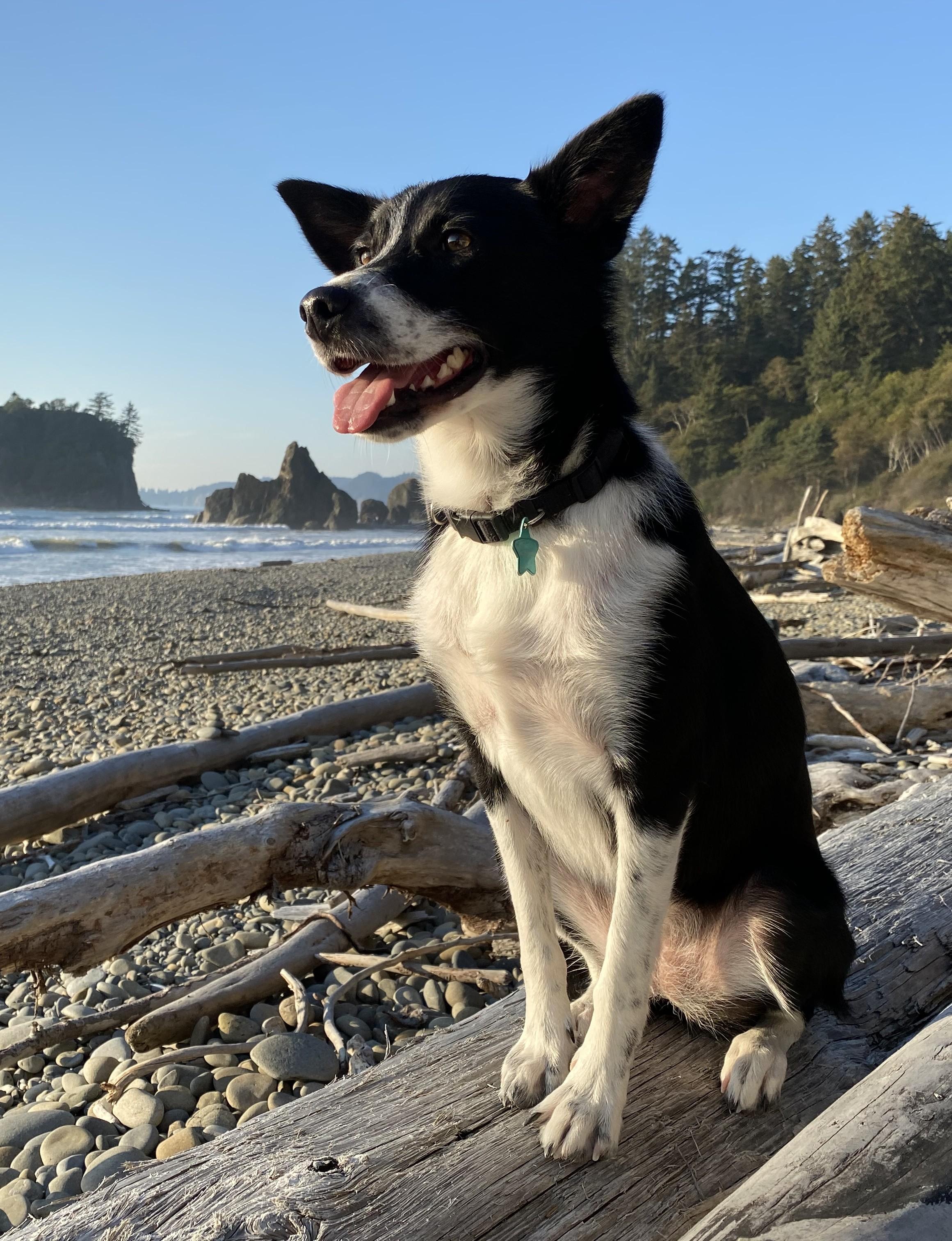 Dog for adoption Kenai Please contact FLORA for info about Kenai Dog for adoption Kenai Please contact FLORA for info about Kenai