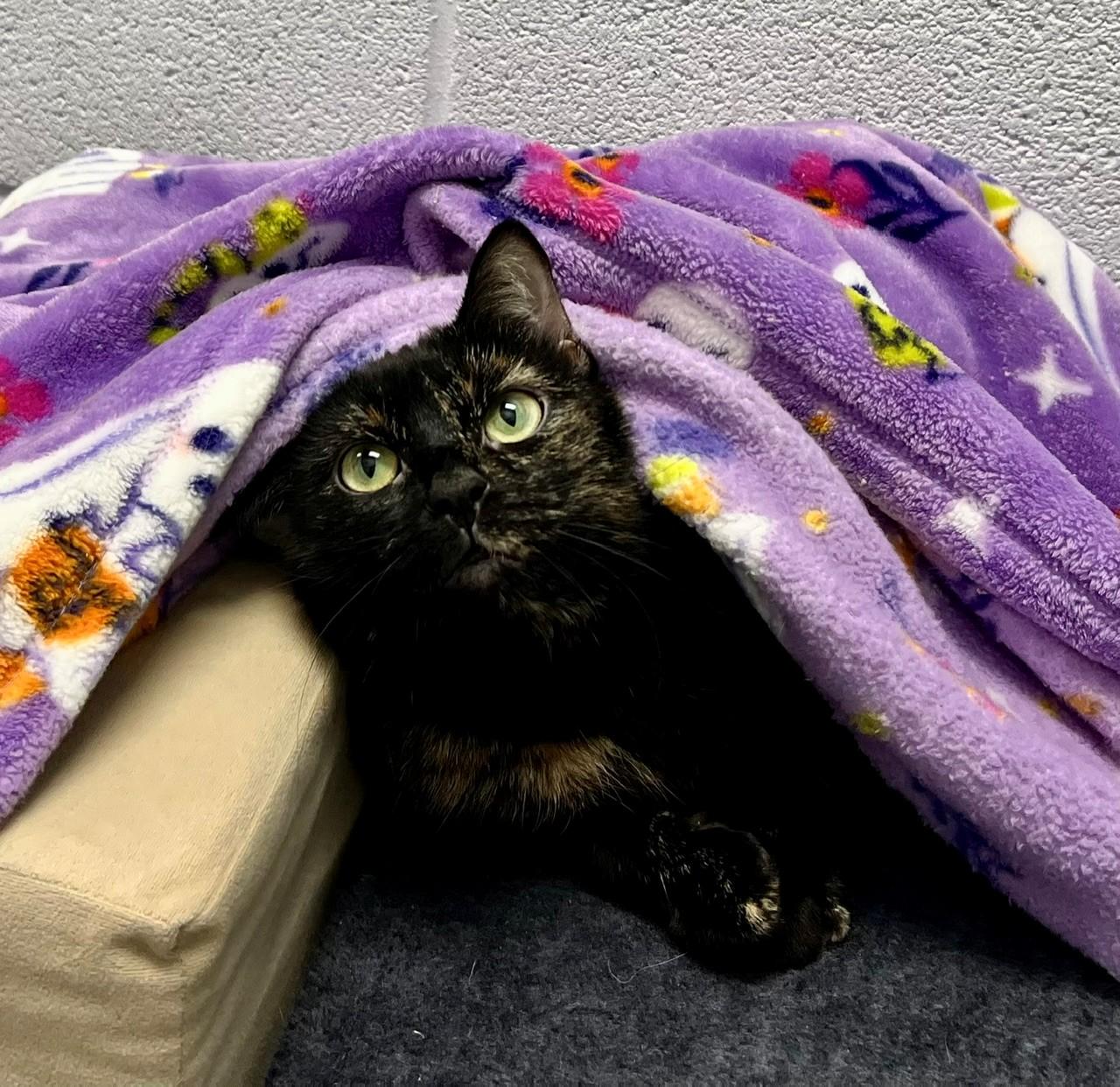 Cruella, a ADOPTABLE Domestic Short Hair in Edinburg, VA image 5/5