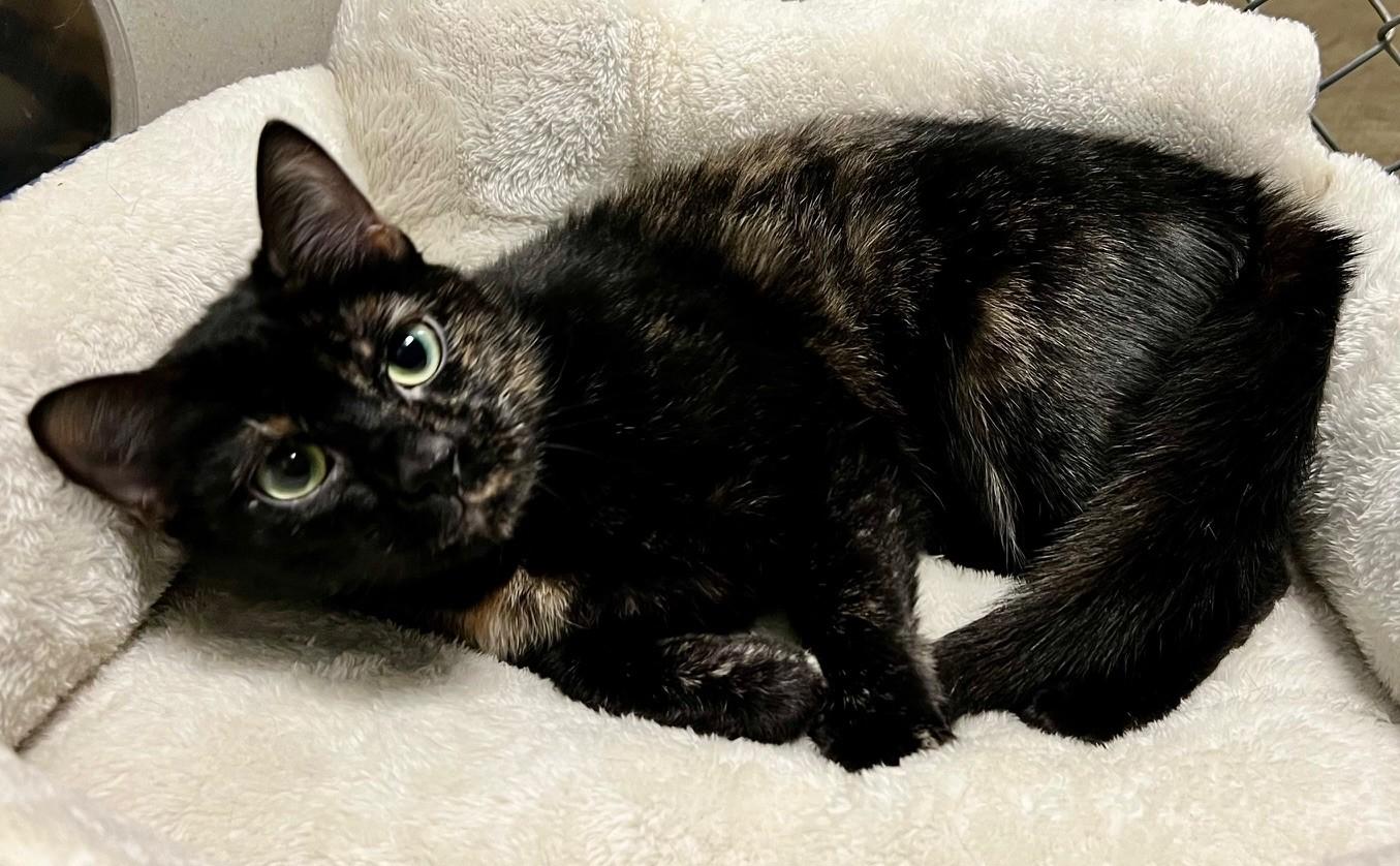 Enlarge Cruella, a ADOPTABLE Domestic Short Hair in Edinburg, VA image 3/5