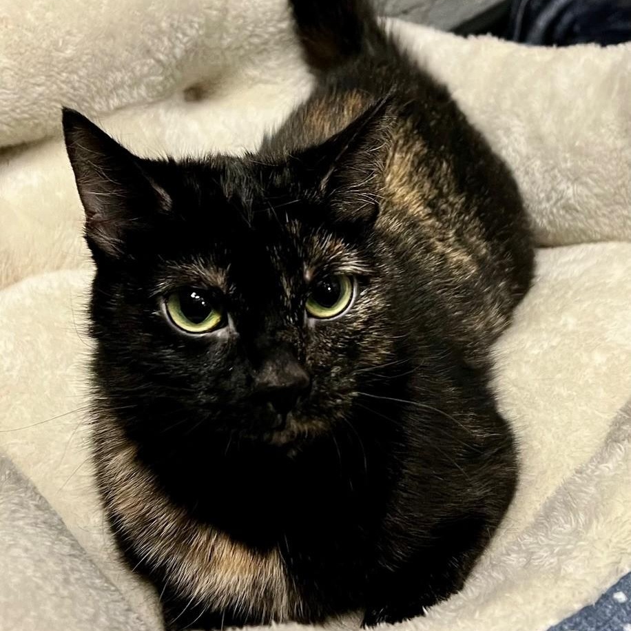Enlarge Cruella, a ADOPTABLE Domestic Short Hair in Edinburg, VA image 1/5