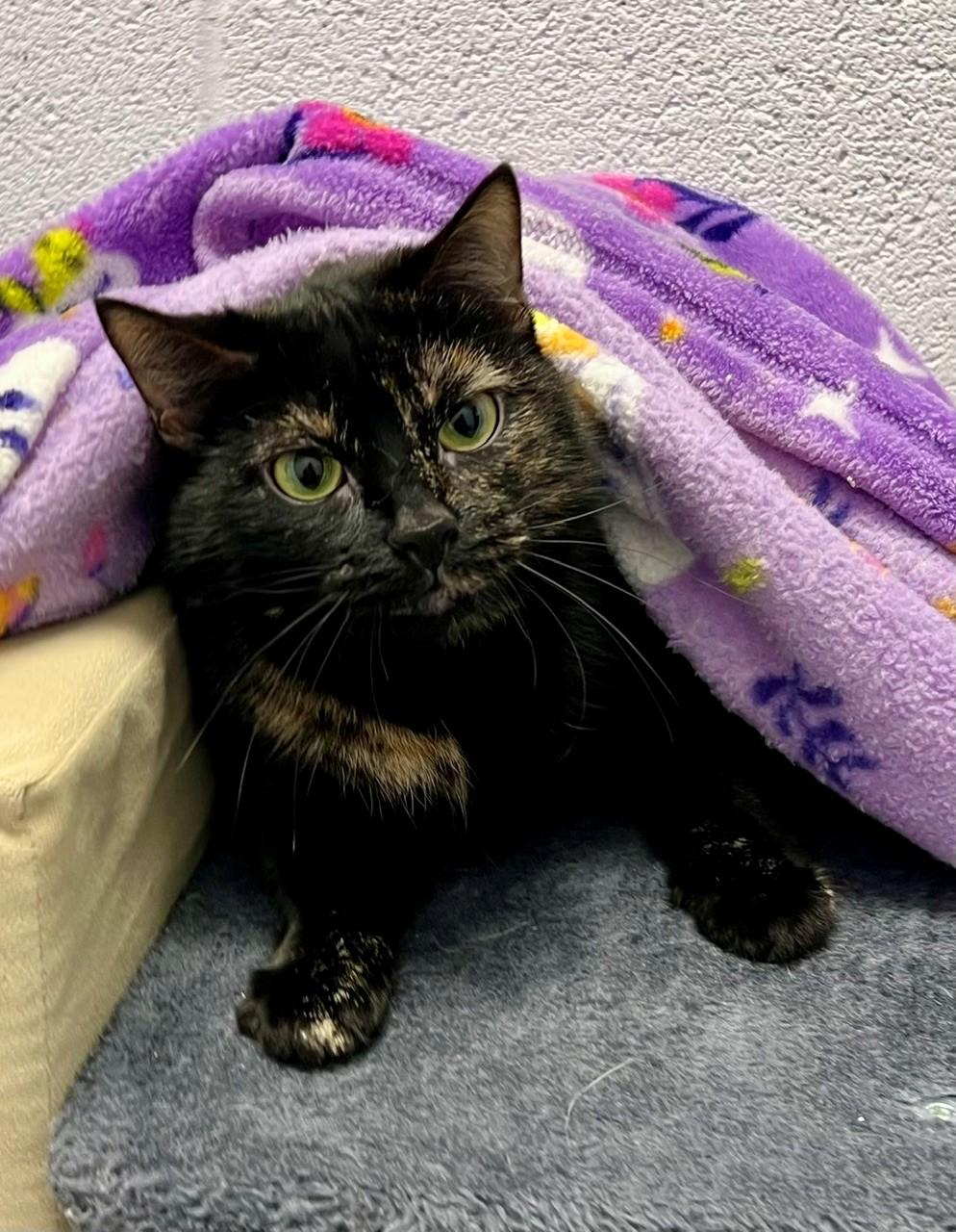 Cruella, ADOPTABLE, Adult Female Domestic Short Hair.