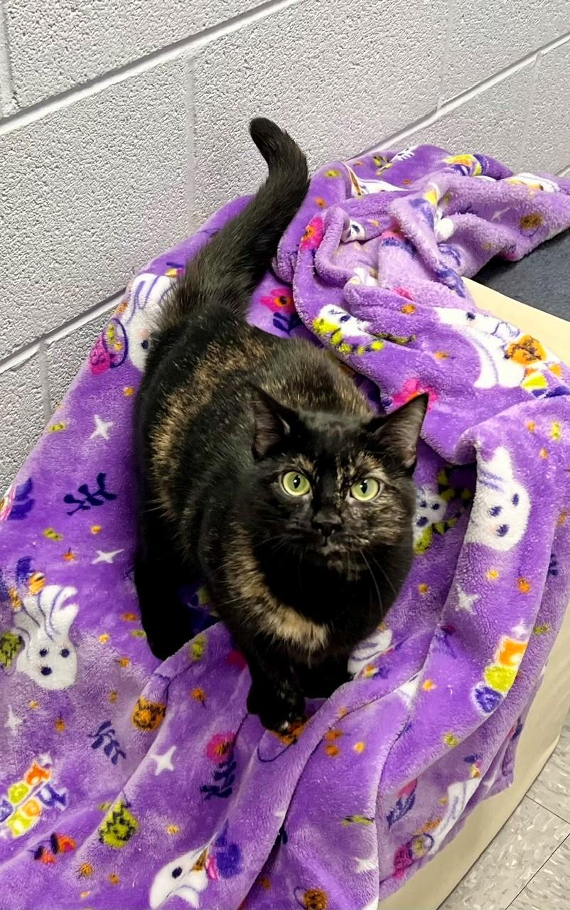 Cruella, a ADOPTABLE Domestic Short Hair in Edinburg, VA image 4/5