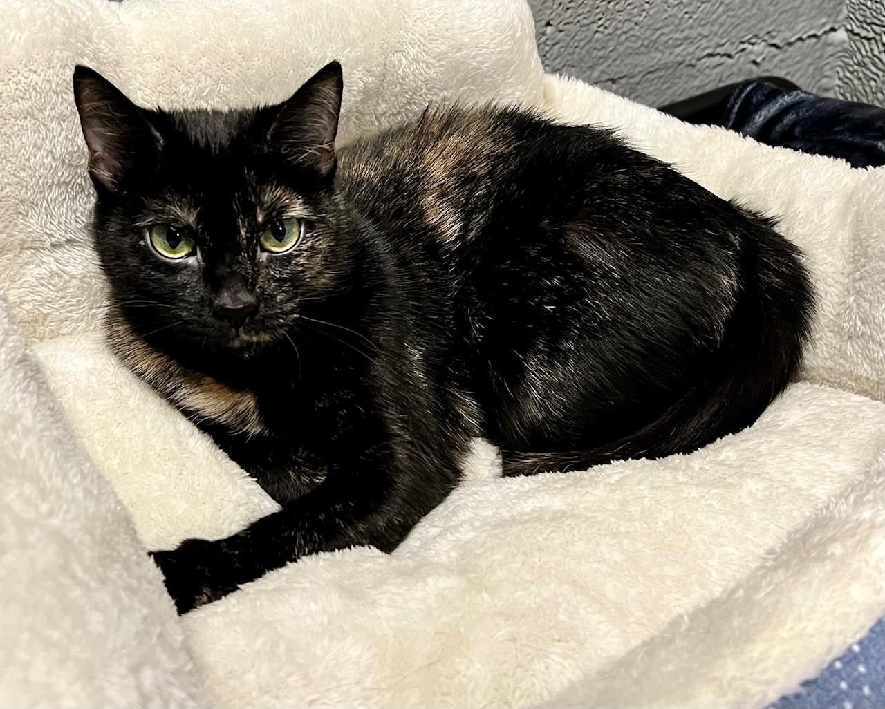 Enlarge Cruella, a ADOPTABLE Domestic Short Hair in Edinburg, VA image 5/5