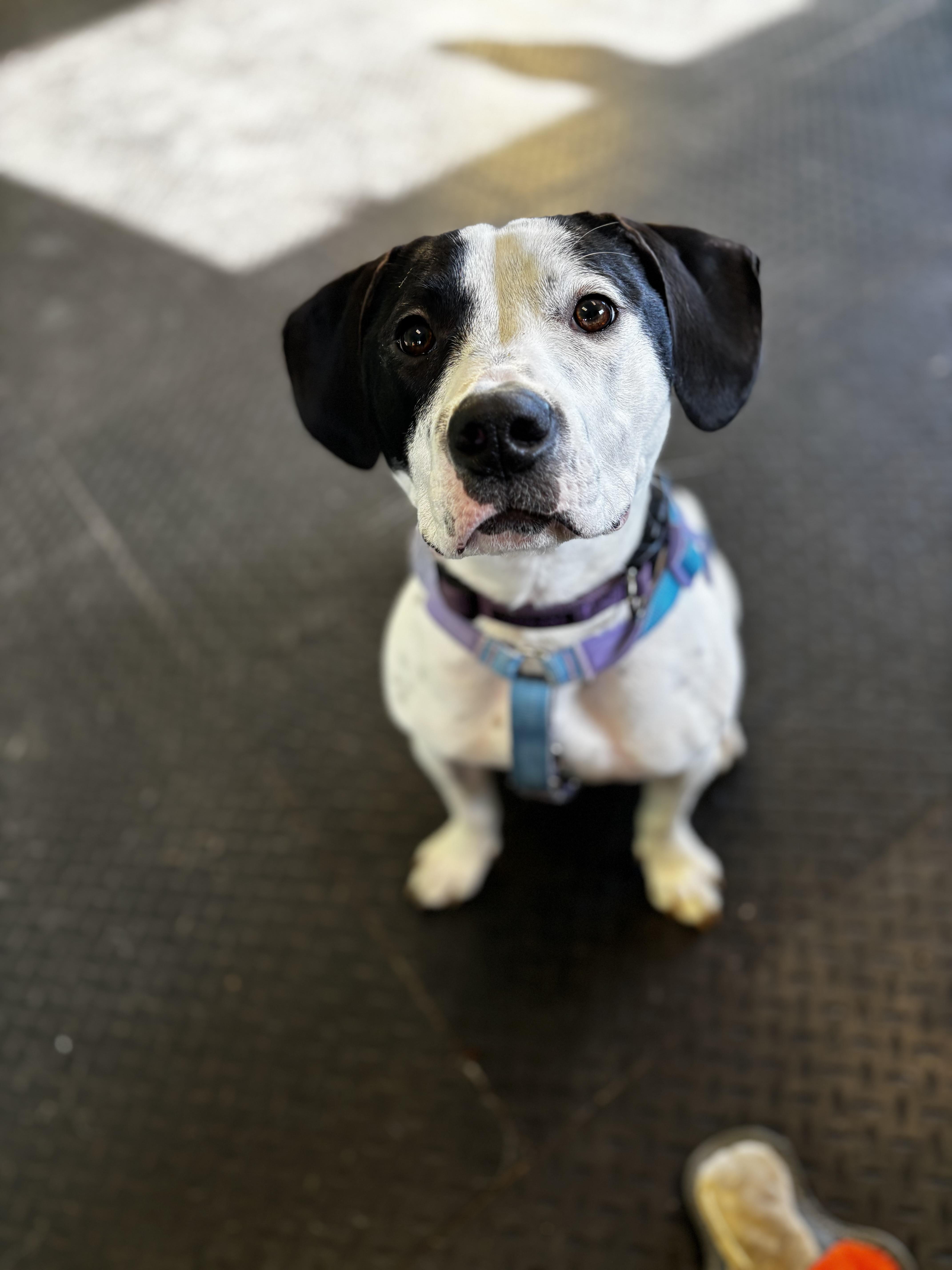 Maggie, a ADOPTABLE Hound in Dodgeville, WI image 3/3