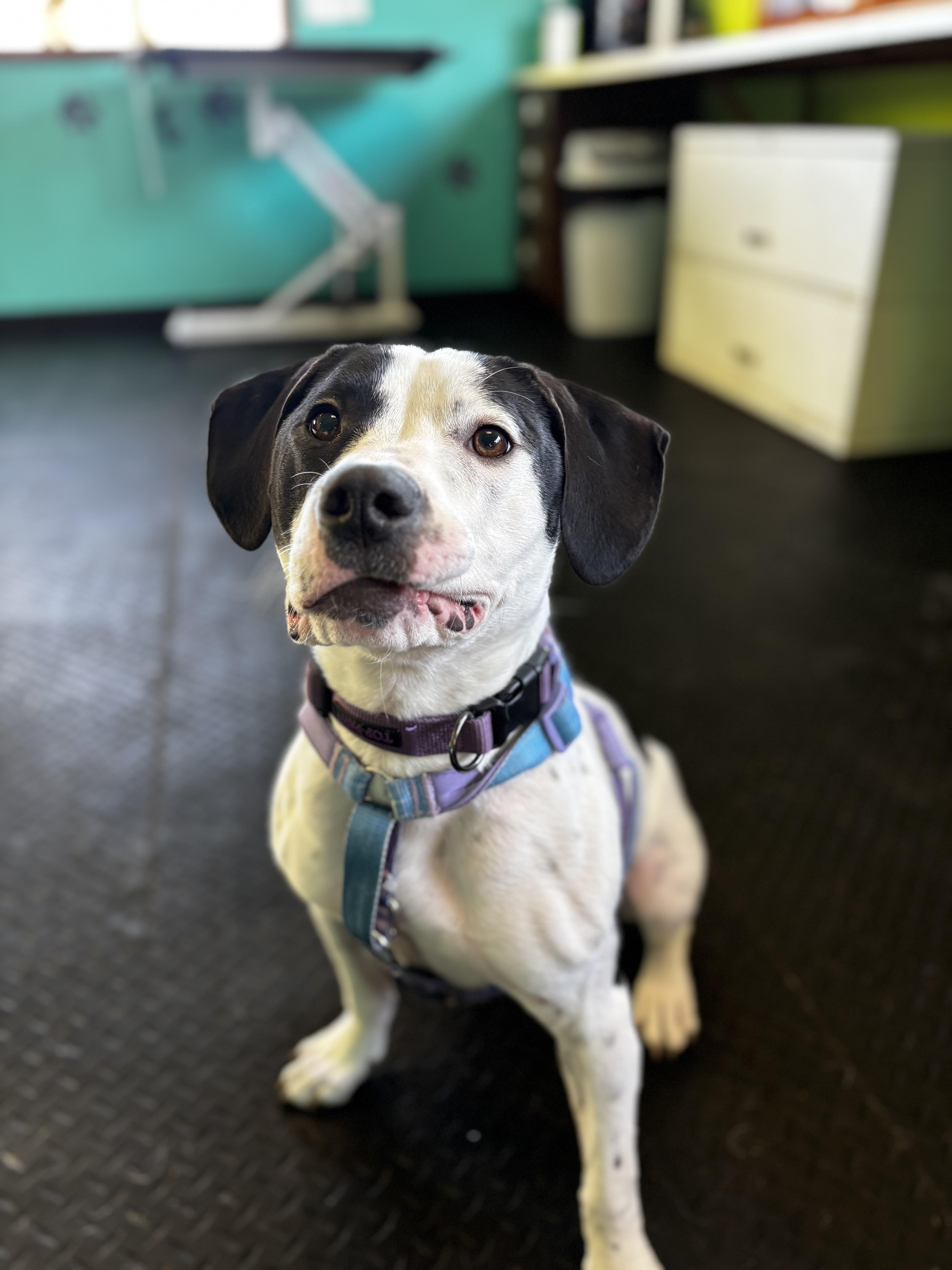 Maggie, a ADOPTABLE Hound in Dodgeville, WI image 2/3