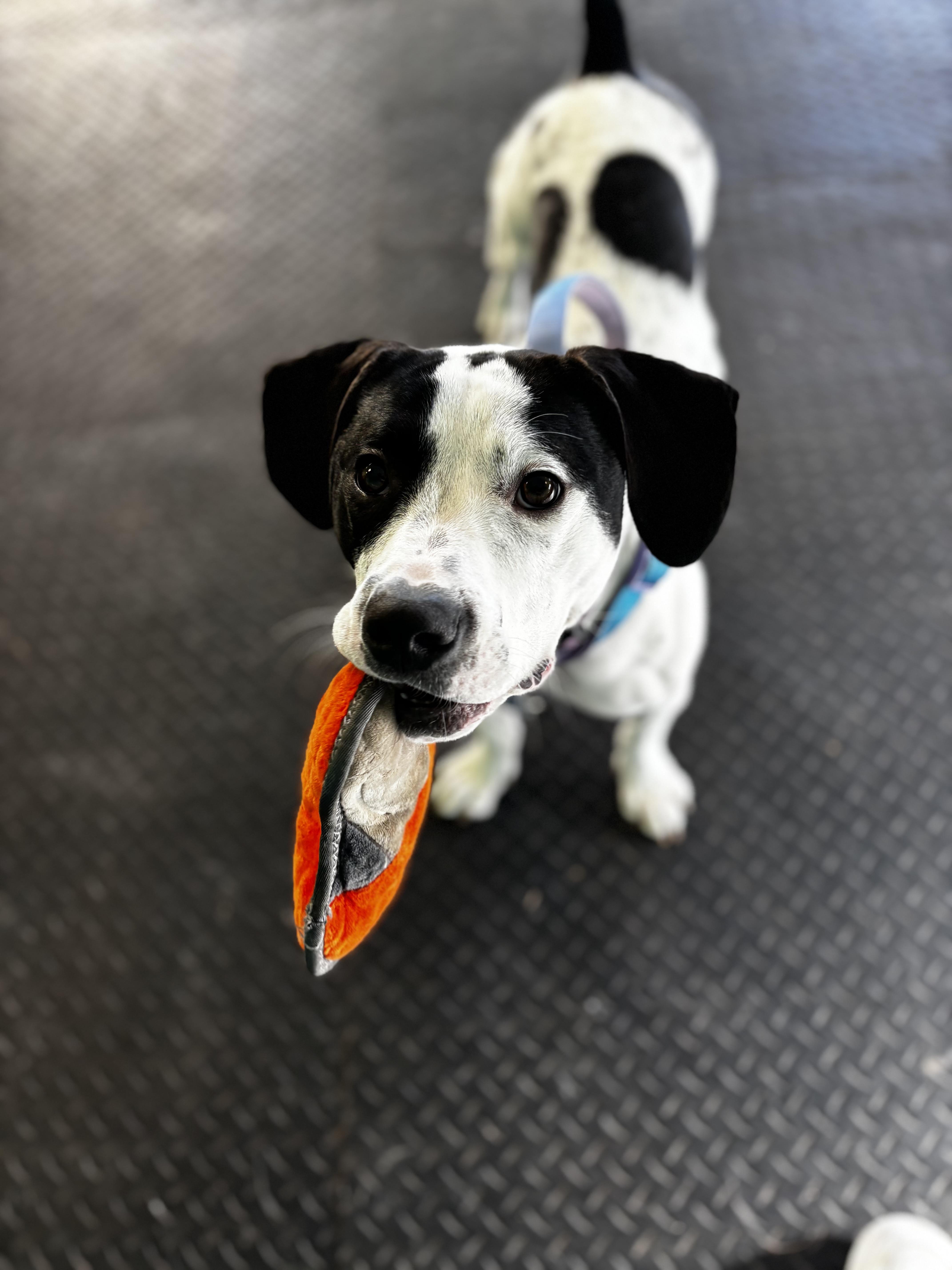 Maggie, a ADOPTABLE Hound in Dodgeville, WI image 1/3