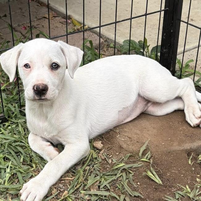Arbor Pup - Tree, Adoptable, Puppy Female Labrador Retriever & Terrier.