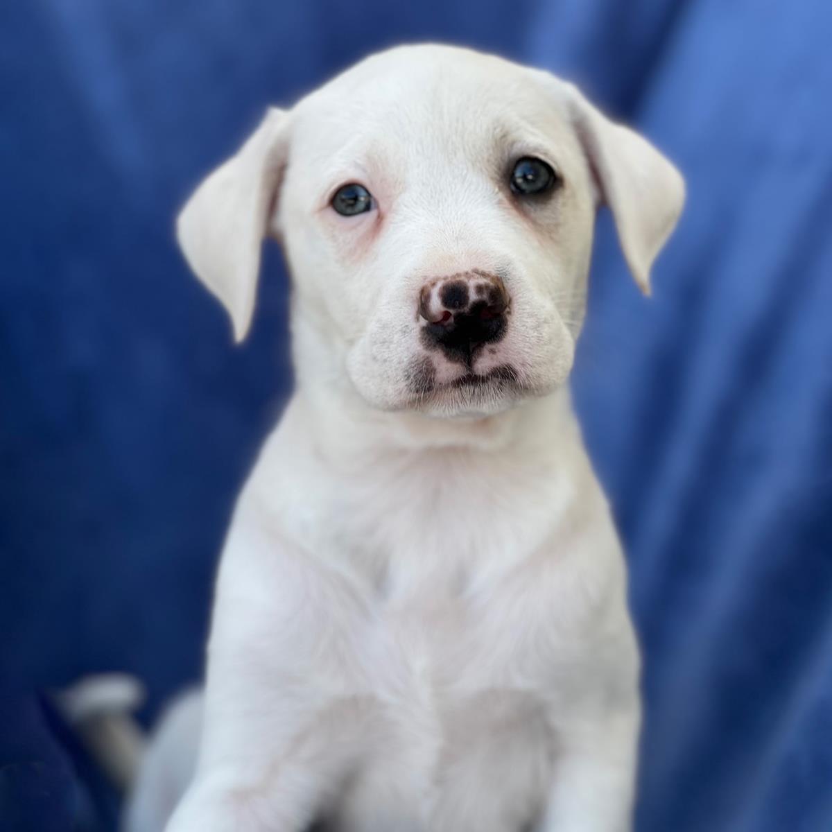 Arbor Pup - Tree, a Adoptable mixed breed in San Diego, CA image 2/3