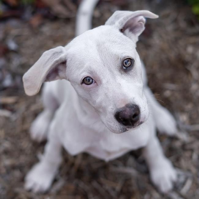 Arbor Pup - Tree, a Adoptable mixed breed in San Diego, CA image 3/3