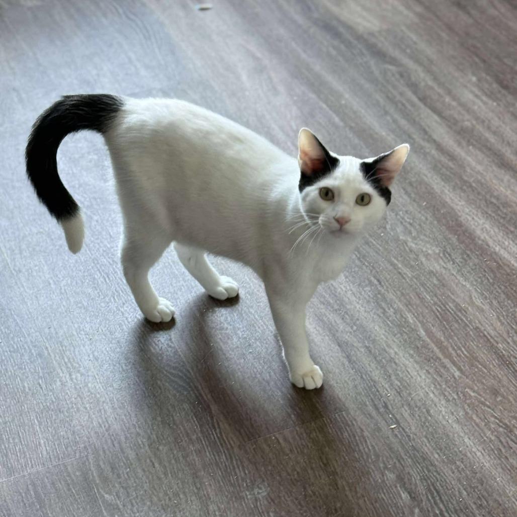 Enlarge Chip, a Adoptable Domestic Short Hair in Port Neches, TX image 1/4