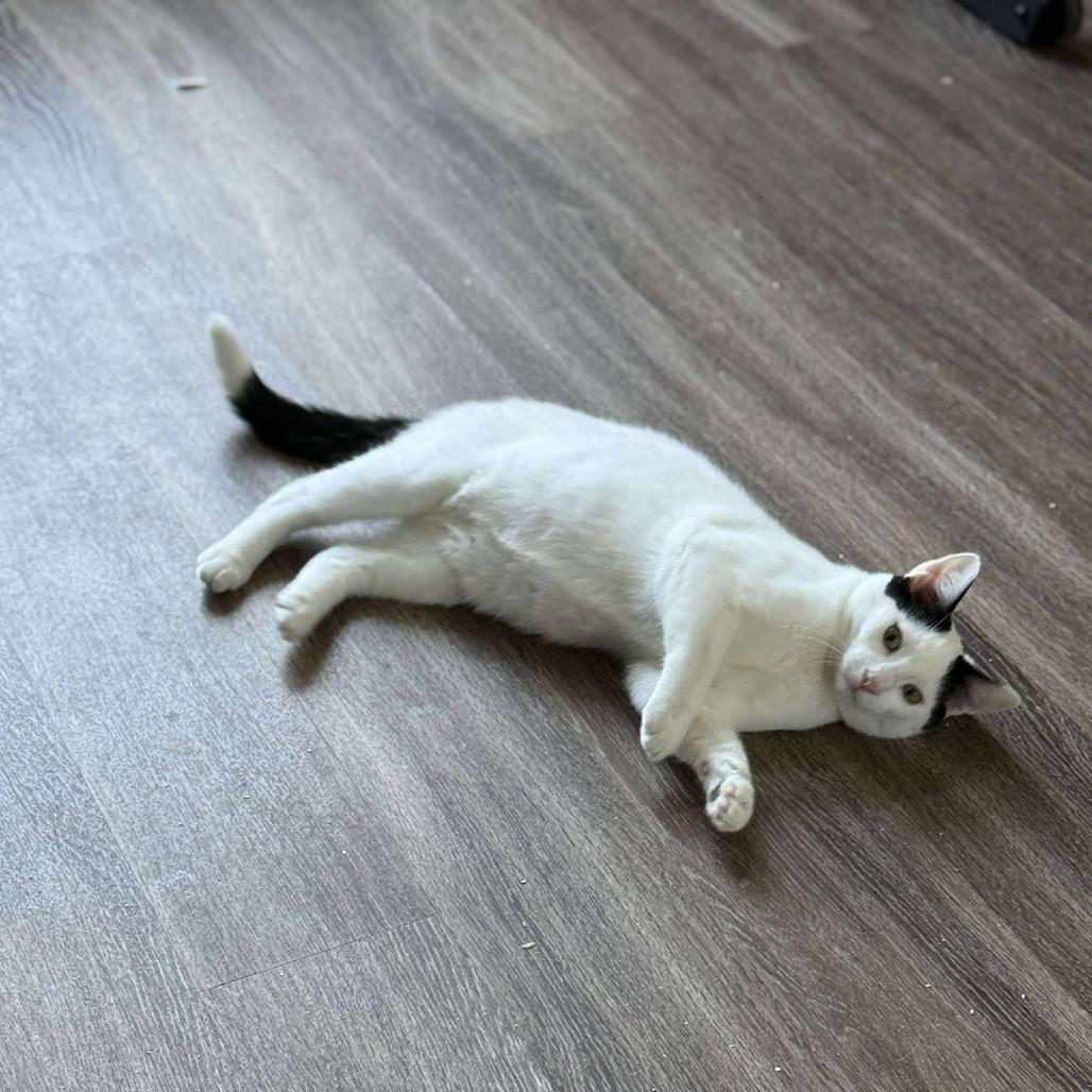 Enlarge Chip, a Adoptable Domestic Short Hair in Port Neches, TX image 2/4