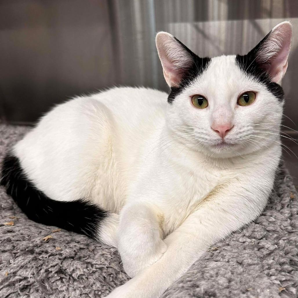 Enlarge Chip, a Adoptable Domestic Short Hair in Port Neches, TX image 3/4